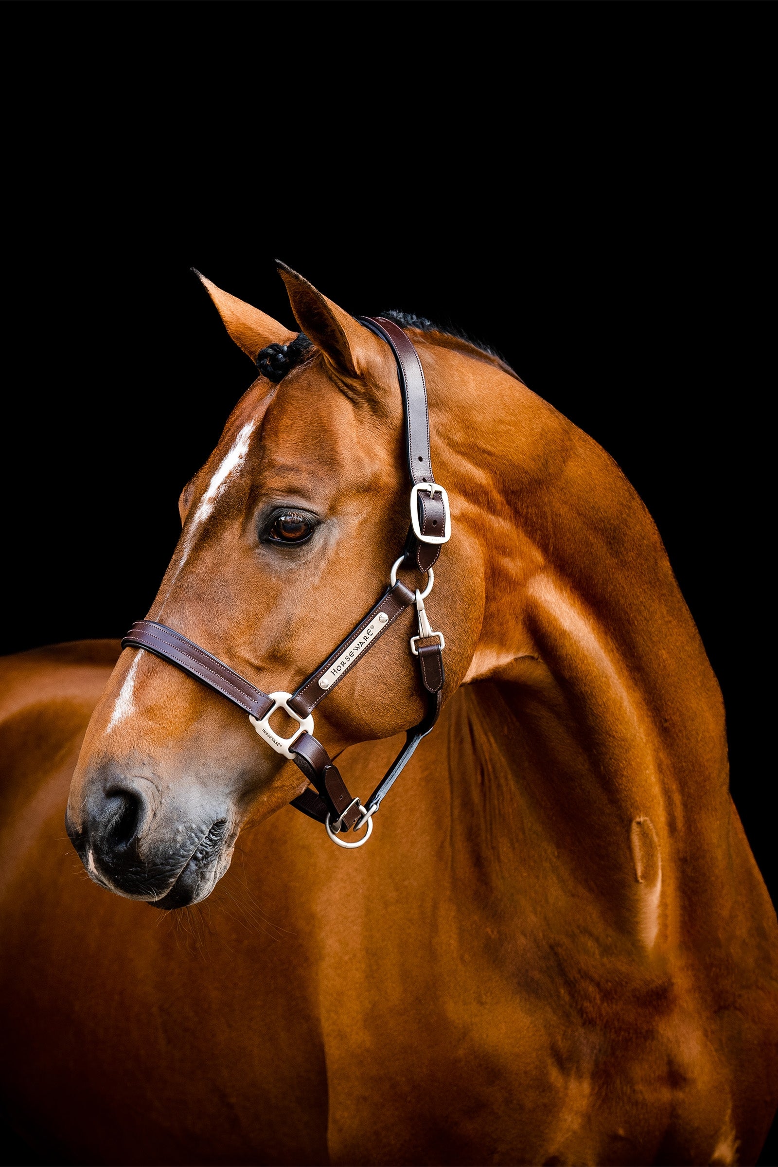 Horseware Signature nahkainen halter Riimut & riimunnarut