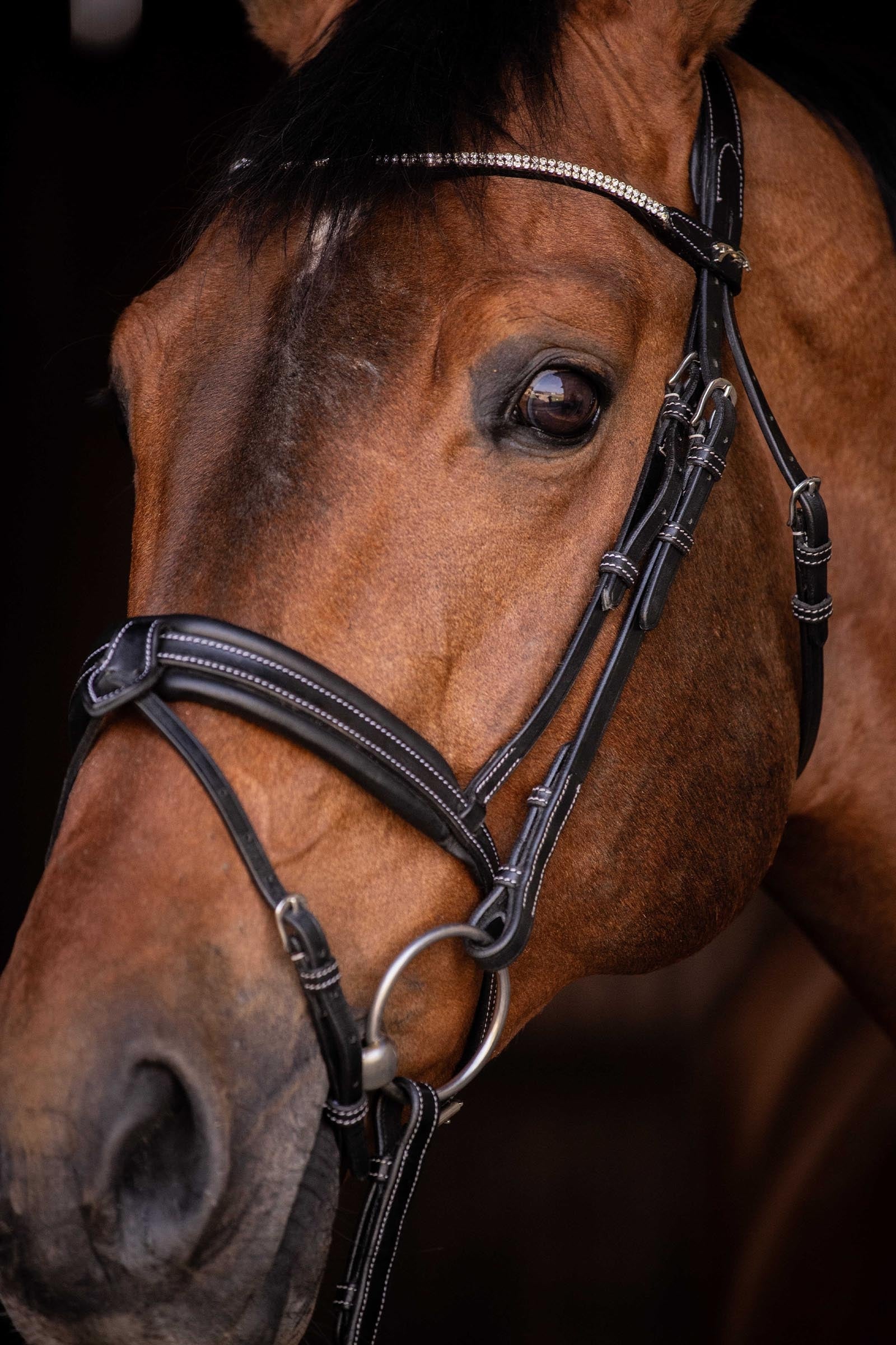 PENELOPE Daily Strass Bridle Bridles & Reins