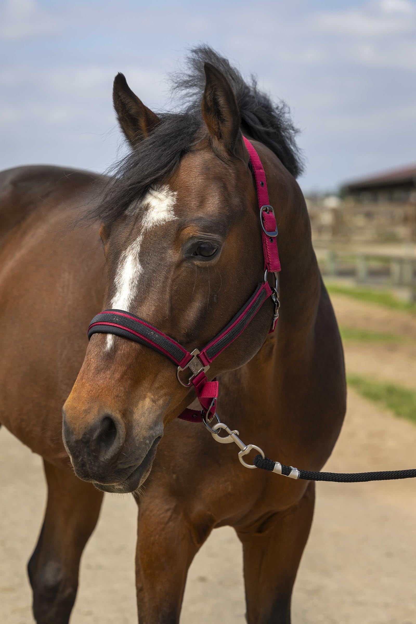 EQUITHÈME Strass riimu Riimut & riimunnarut