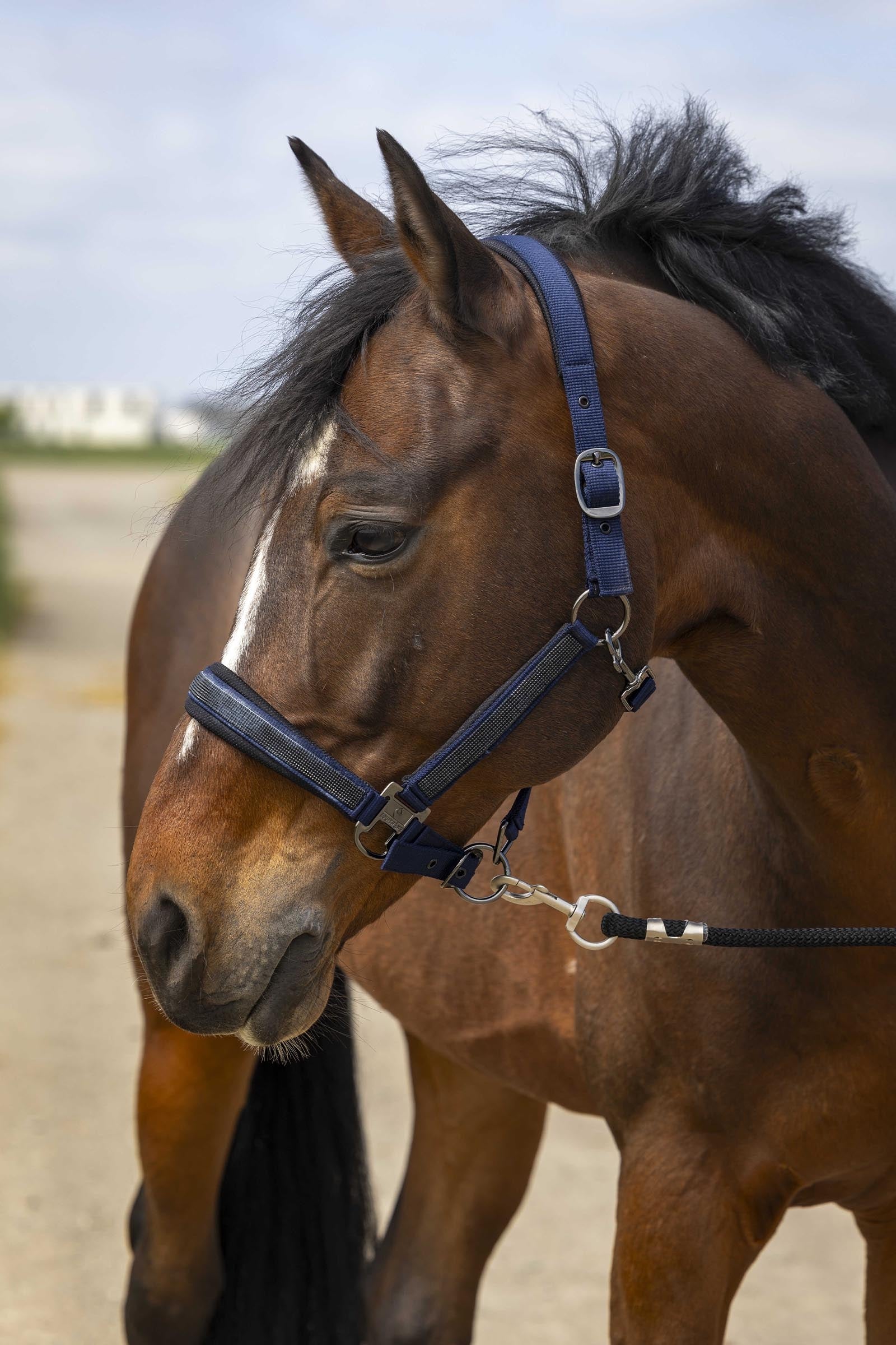 Equi Theme EQUITHÈME Strass Halter Halters & Leads