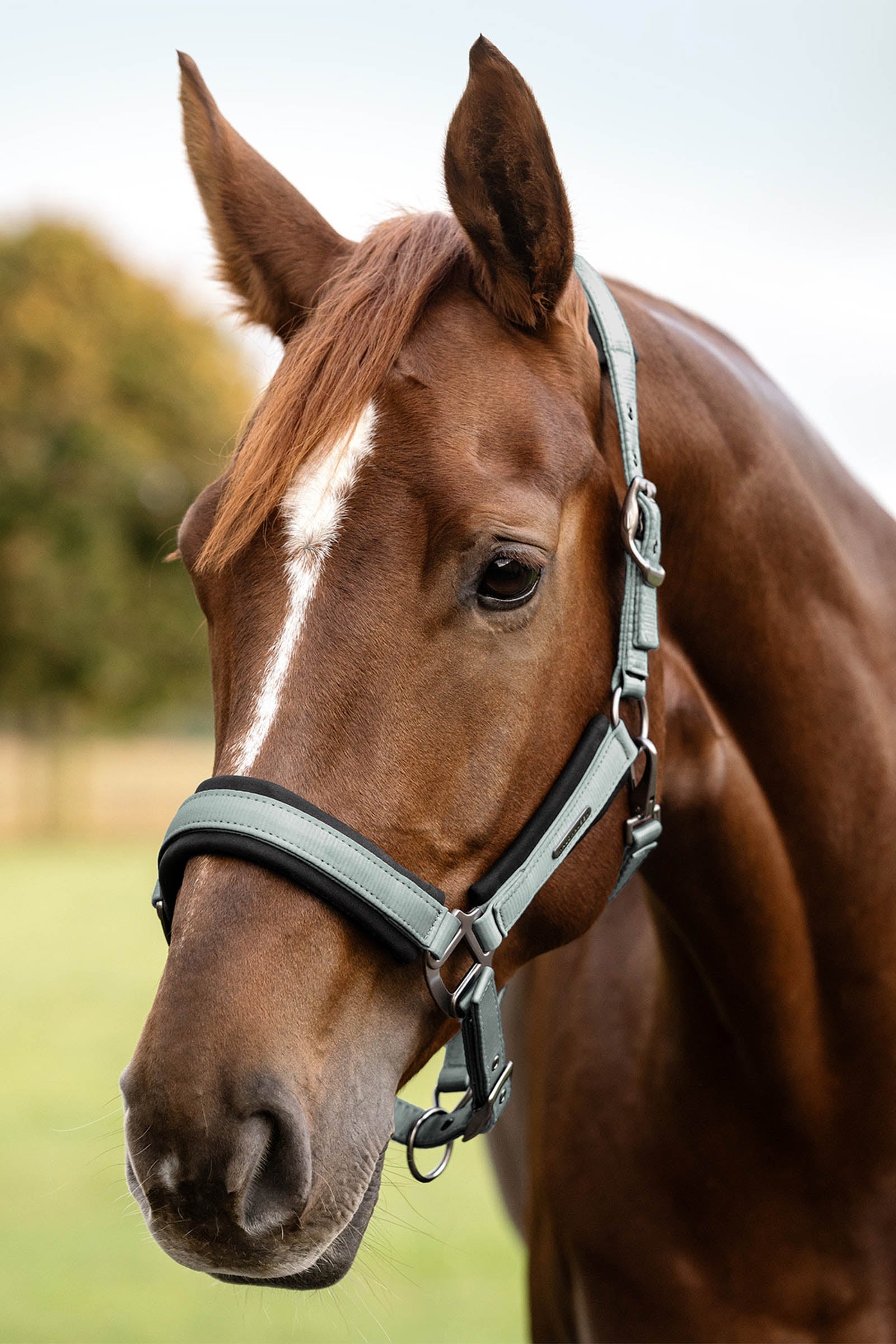 Waldhausen Soft Touch Halter Halters & Leads