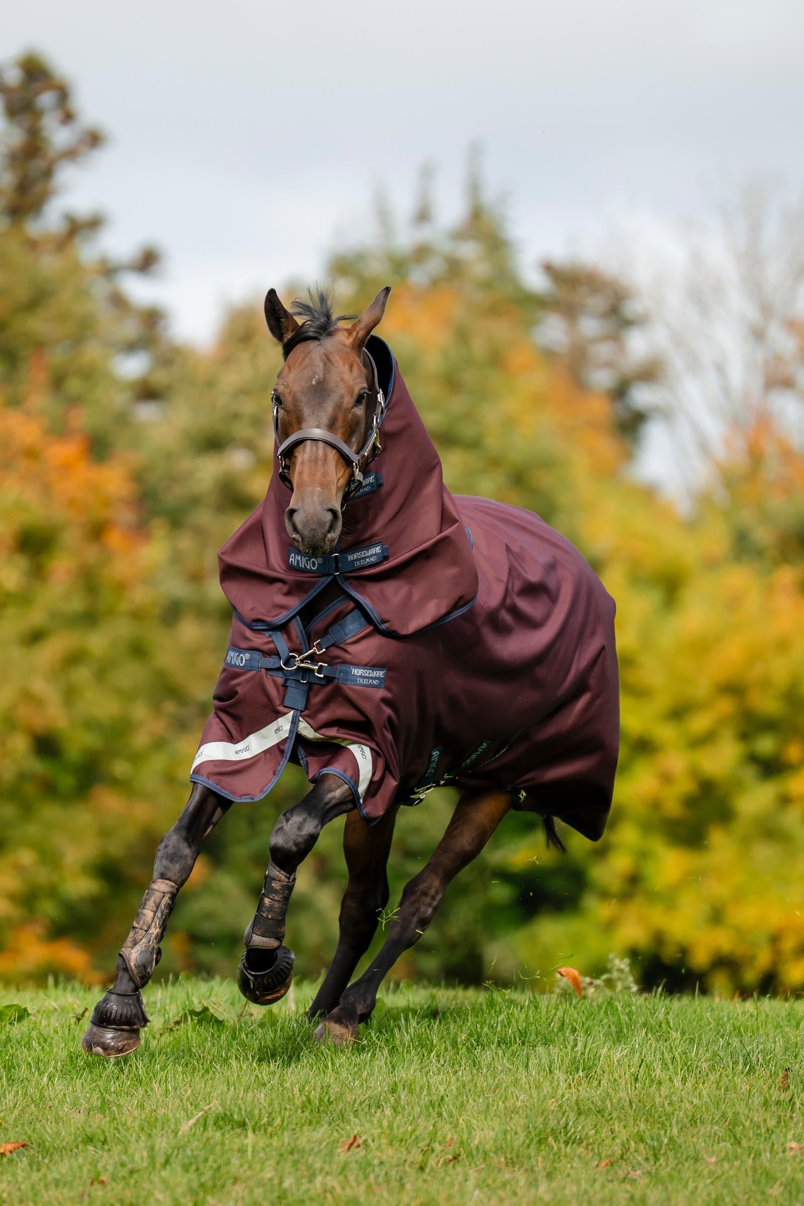 Horseware Amigo Bravo 12 Plus 100g Horse Rugs
