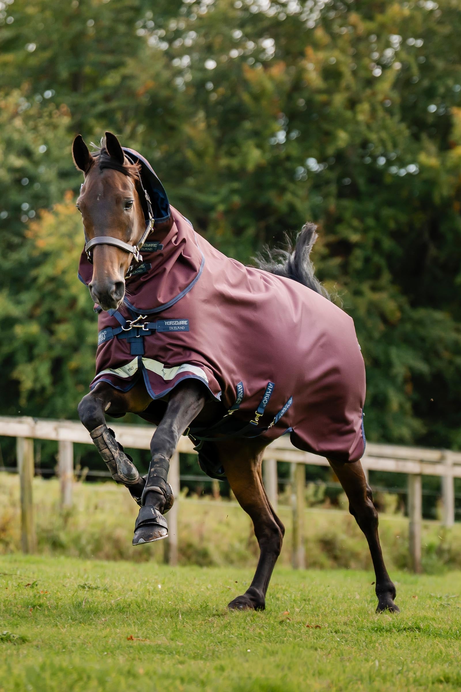 Horseware Amigo Bravo 12 Plus 100g Horse Rugs