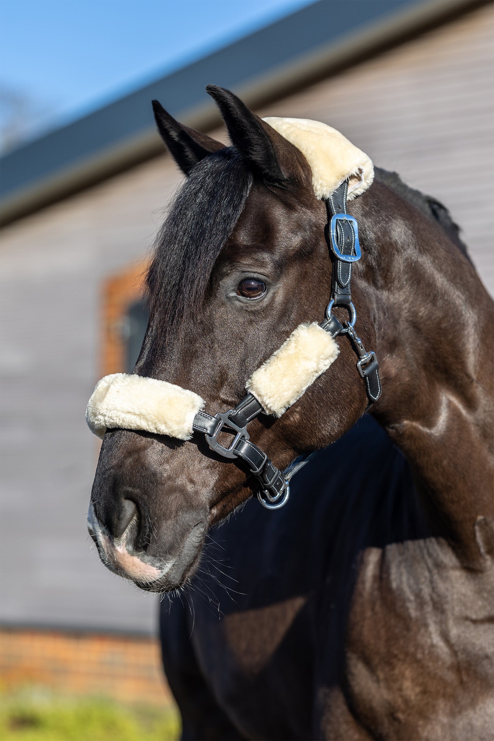 LeMieux Simuwool Headcollar Set Halters & Leads