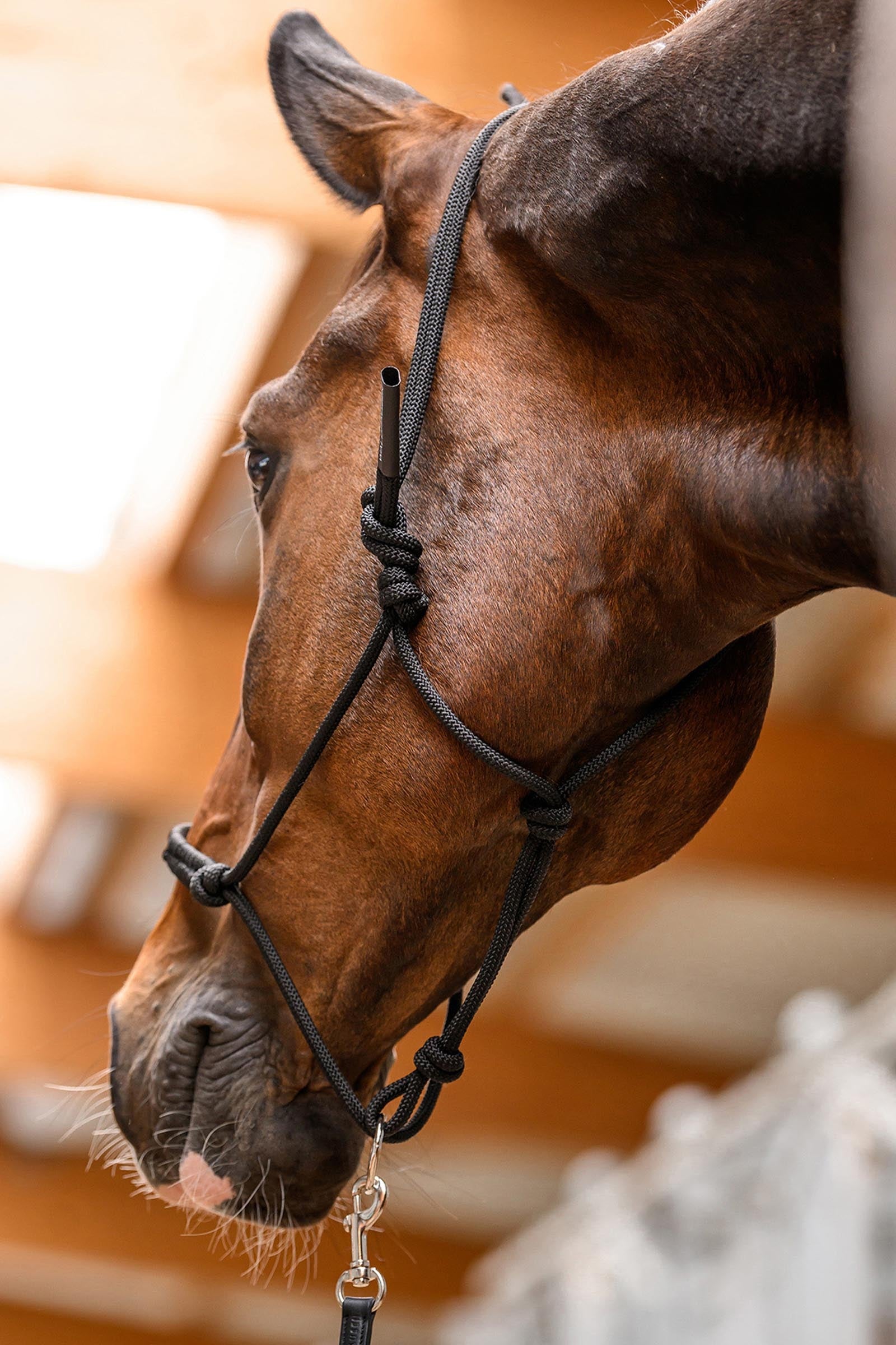 Waldhausen Knotted Halter With Movable Ring Halters & Leads