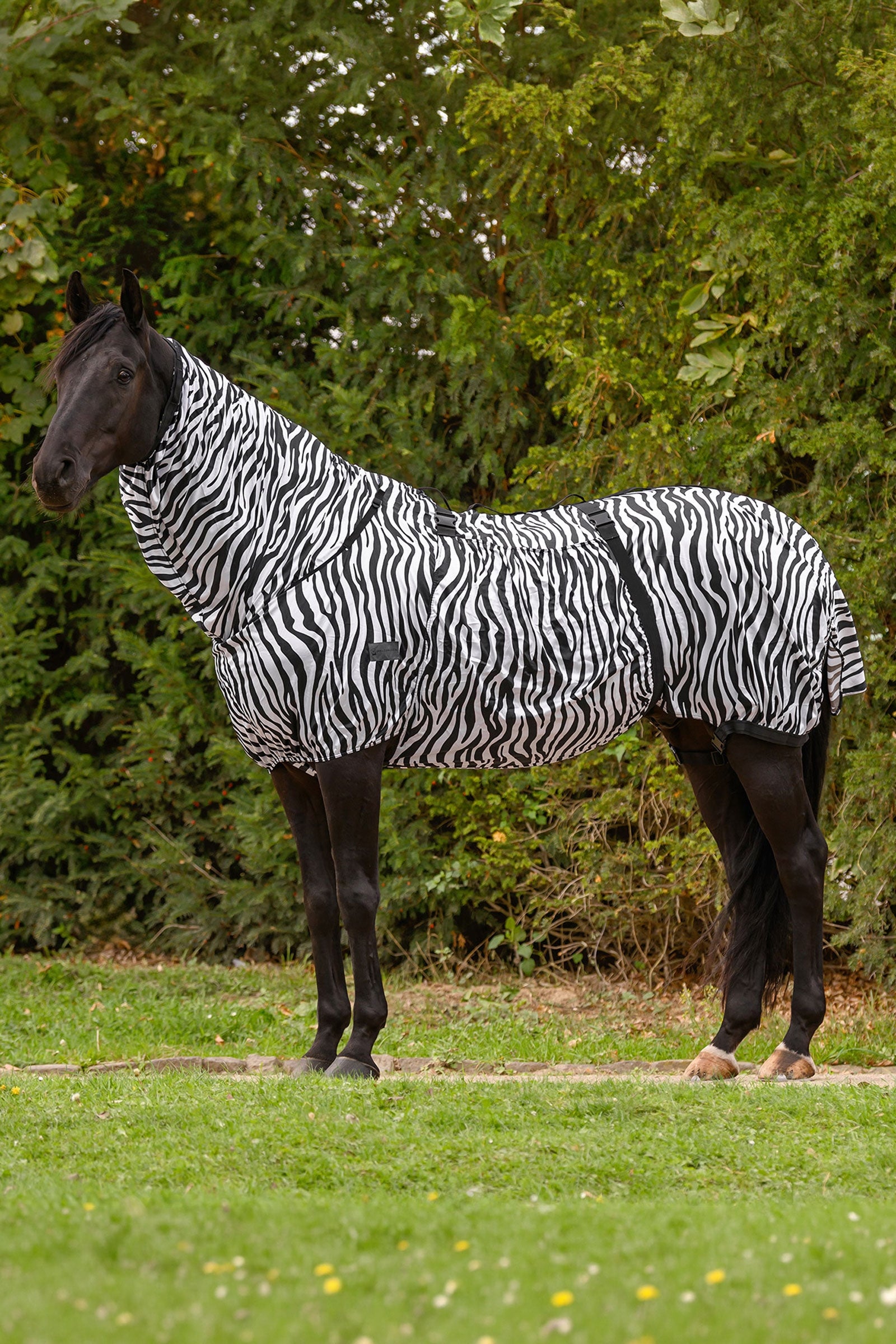 Waldhausen Basic zebra ötökkäloimi ekseemahevosille UV-suojalla Loimet