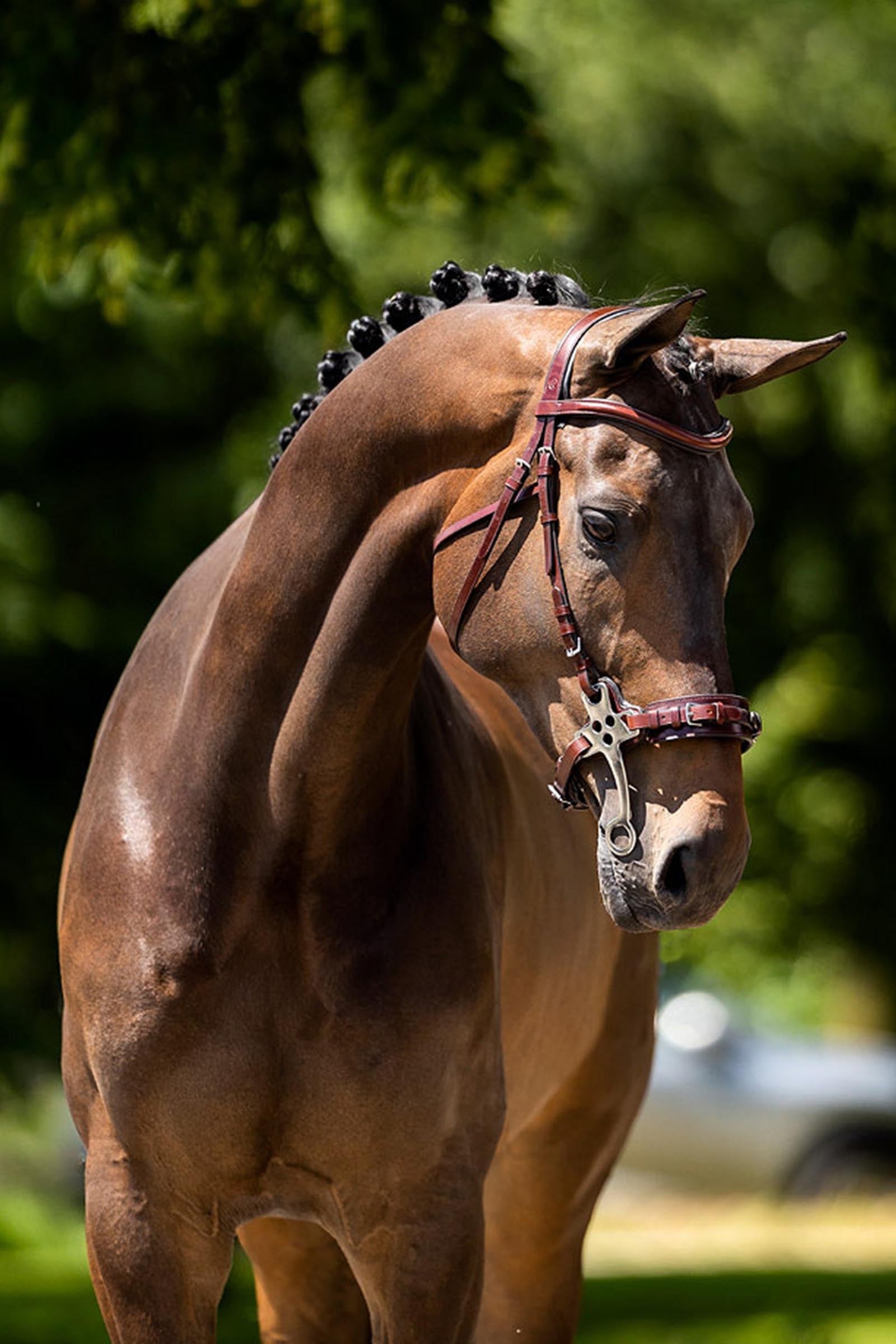 BR Lydney Anatomical Hackamore Horse Bits