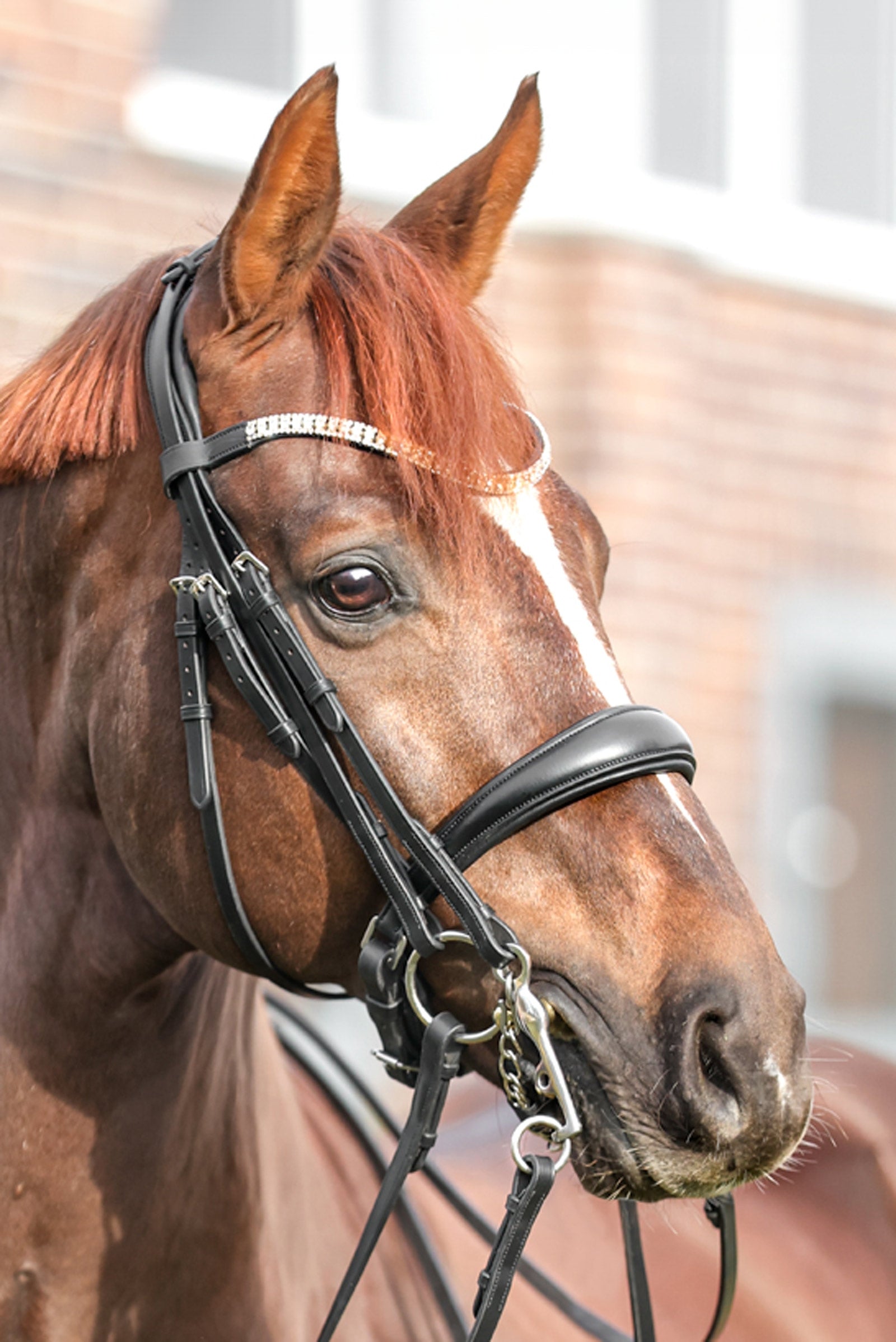 Kavalkade Sonya Weymouth Bridle Suitset & Ohjat