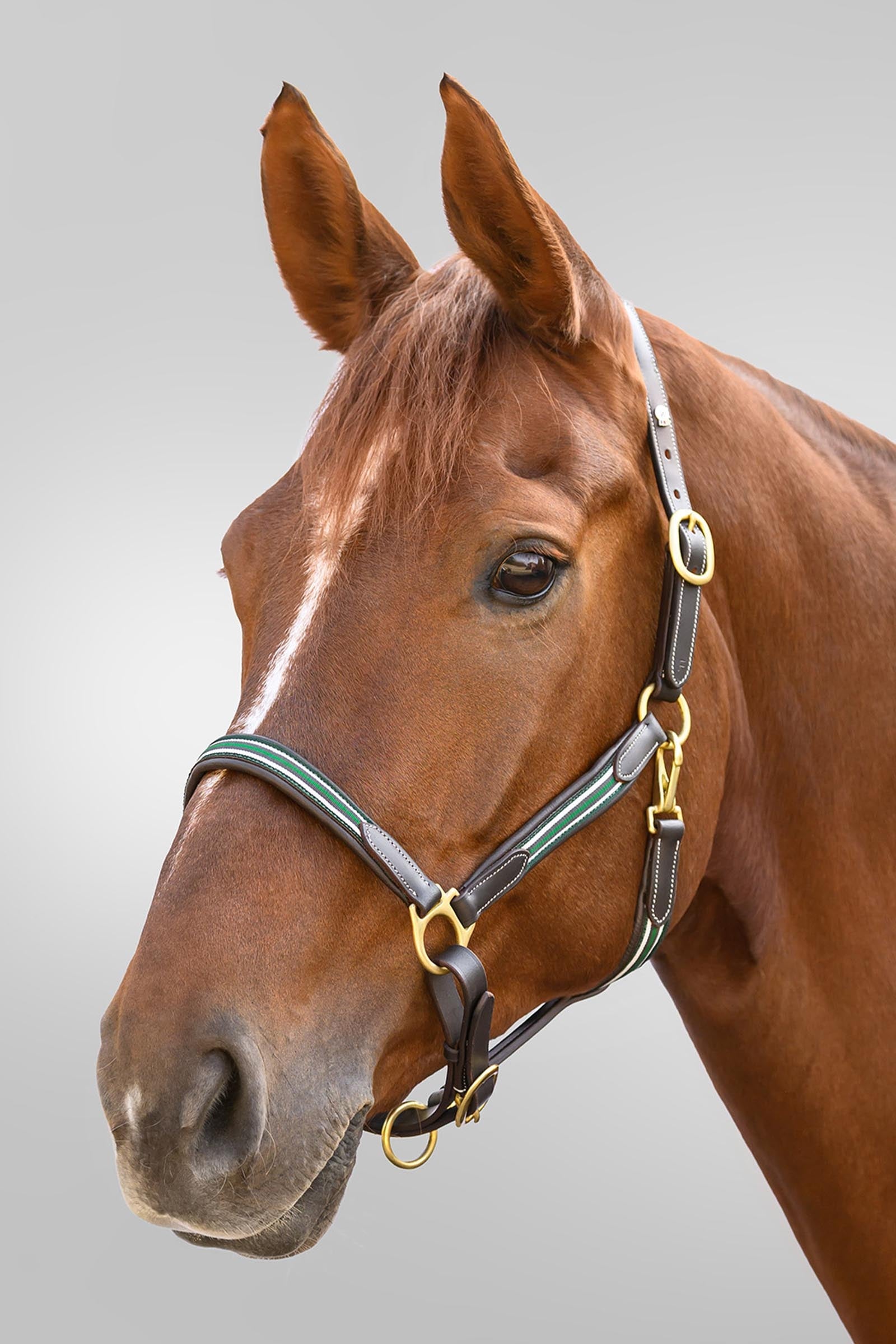 Waldhausen X-Line Oxford Leather Halter Halters & Leads