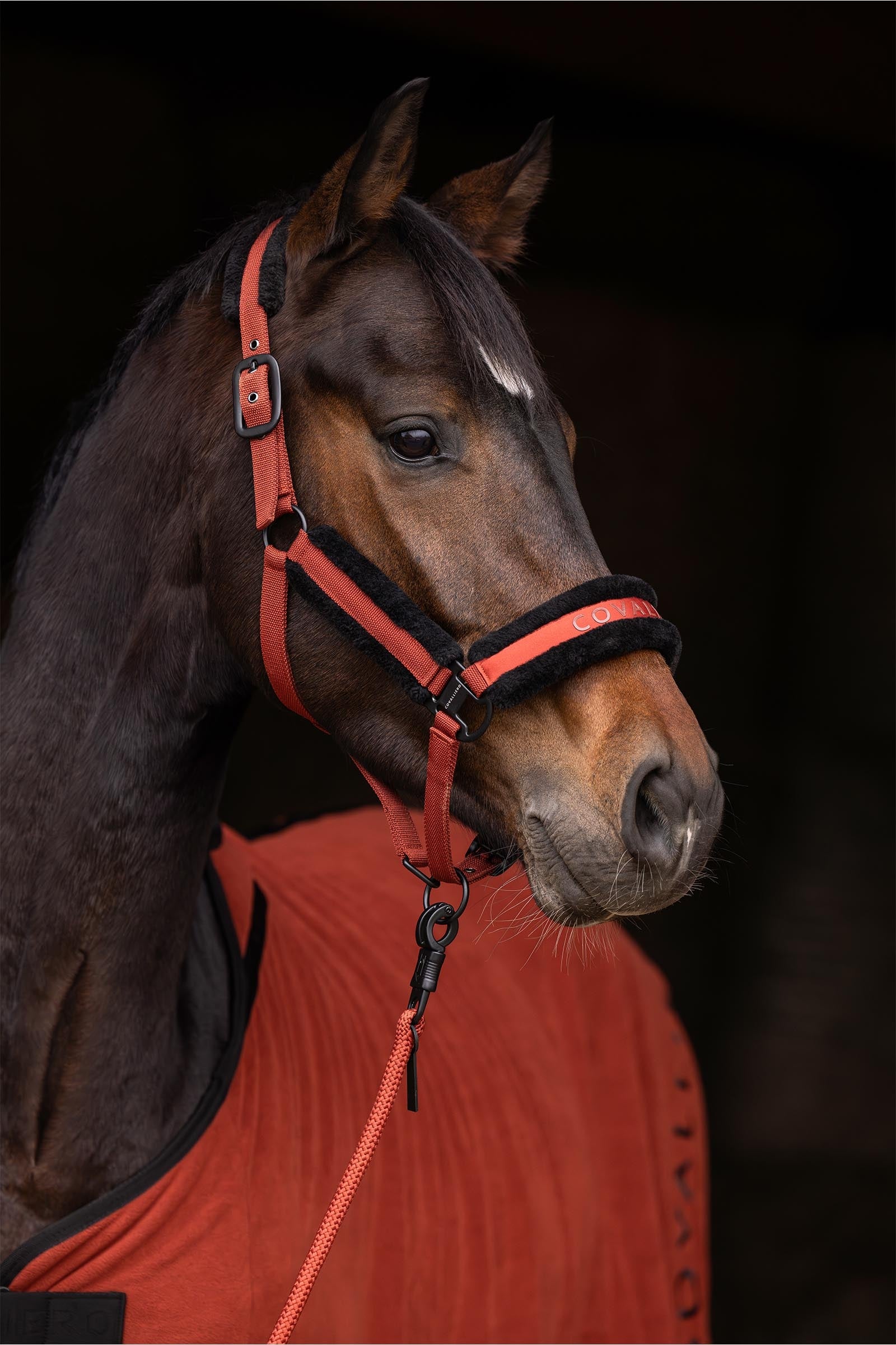 Covalliero Padded Halter Halters & Leads