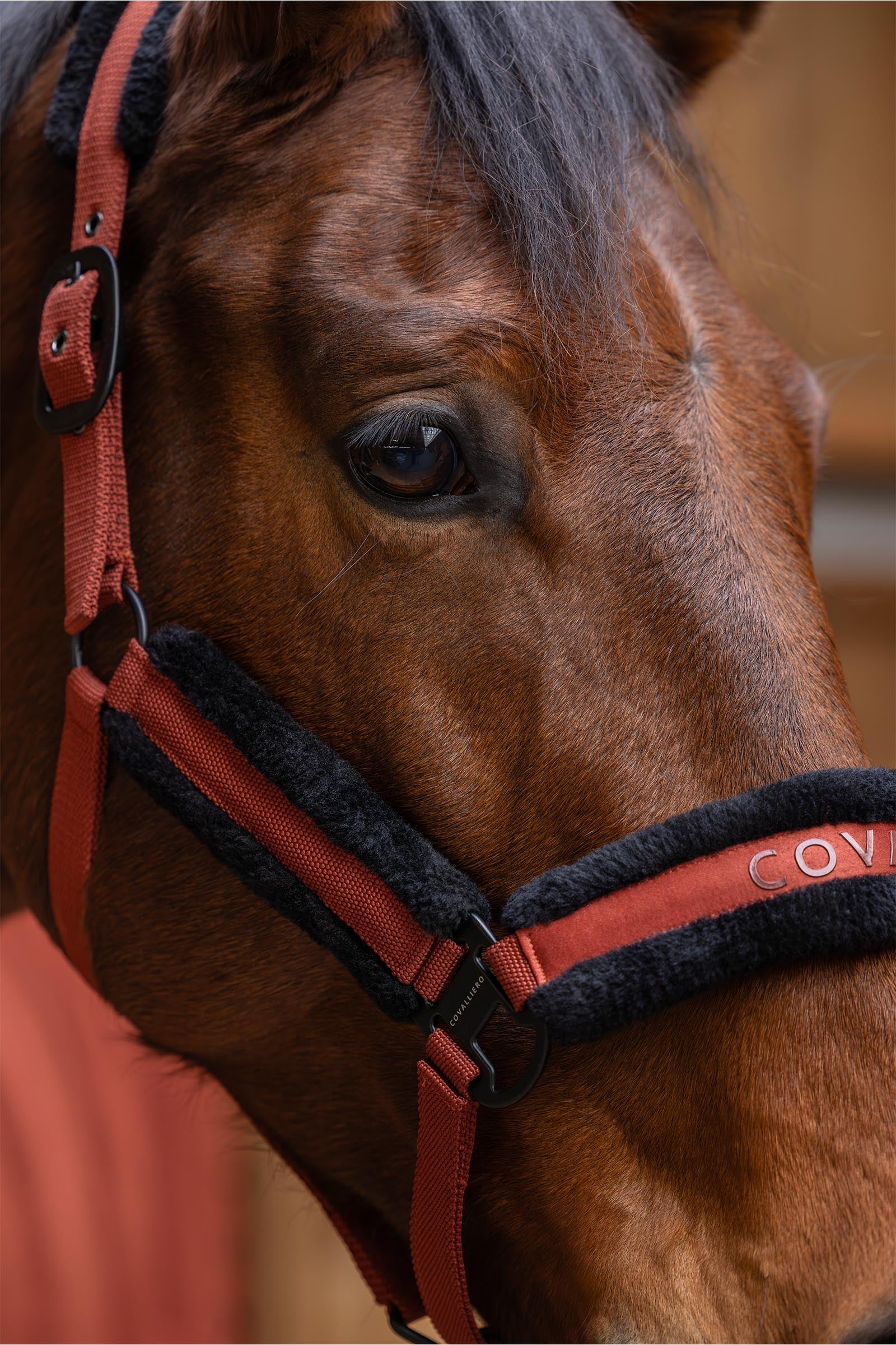 Covalliero Padded Halter Halters & Leads