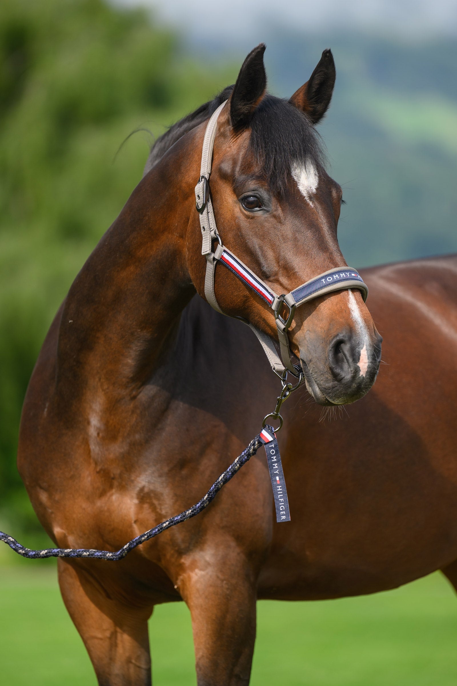 Tommy Hilfiger Equestrian Yale riimu- ja talutinsetti Riimut & riimunnarut