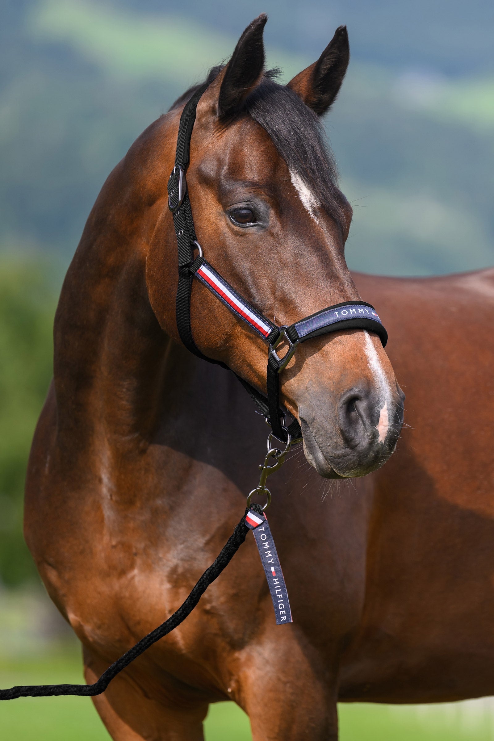 Tommy Hilfiger Equestrian Yale riimu- ja talutinsetti Riimut & riimunnarut