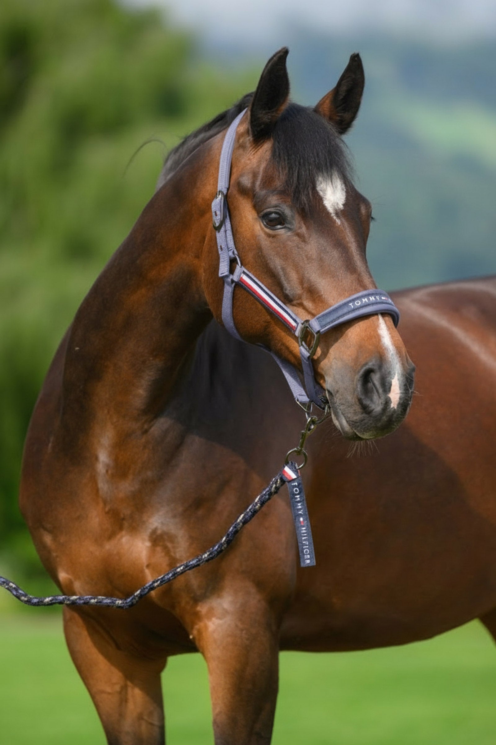 Tommy Hilfiger Equestrian Yale riimu- ja talutinsetti Riimut & riimunnarut