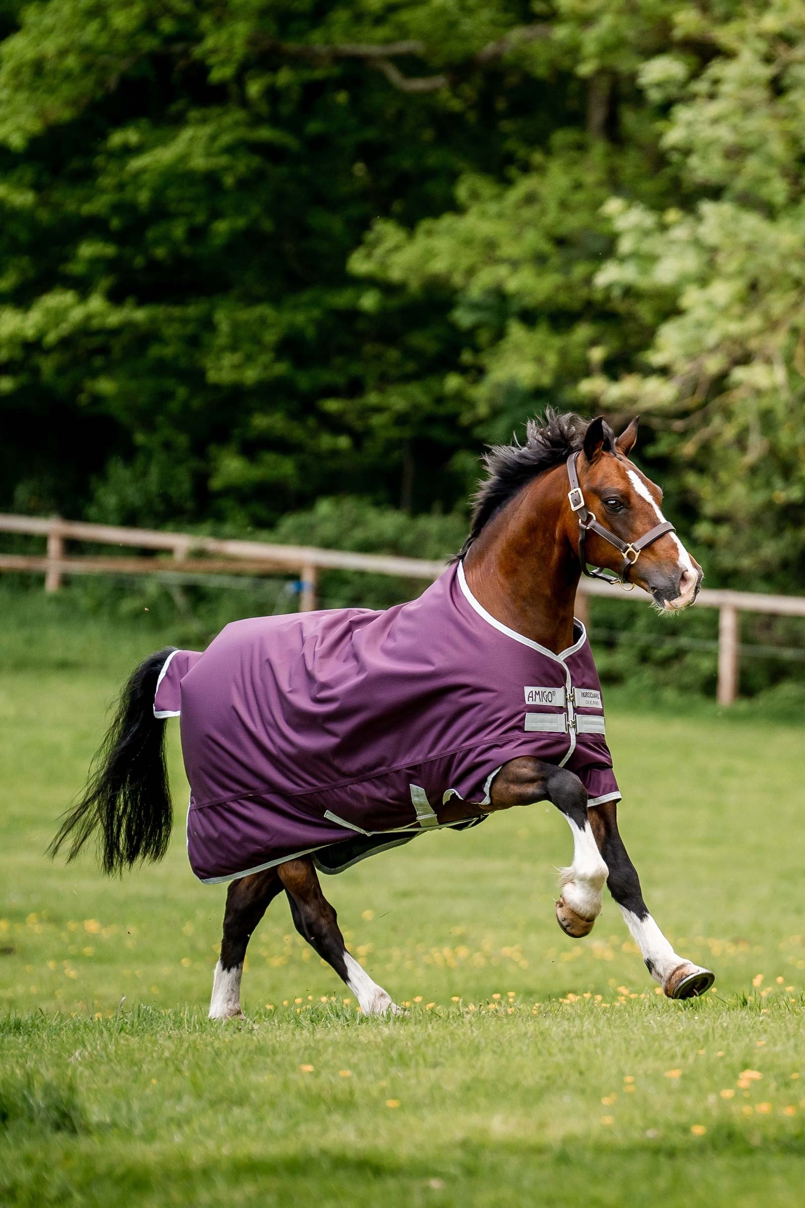 Horseware Amigo Hero Ripstop Turnout Rug, 50g Horse Rugs
