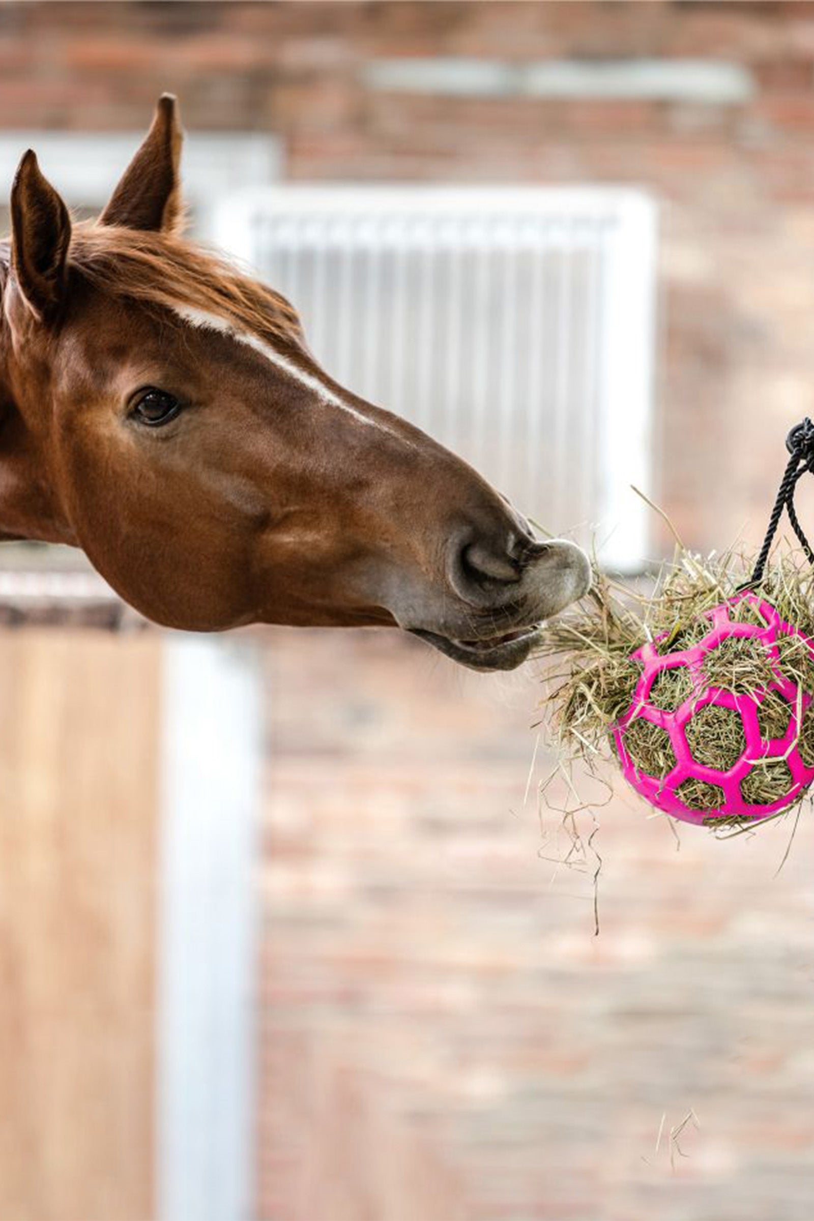 Waldhausen Hay Ball Horse Feeders & Waterers