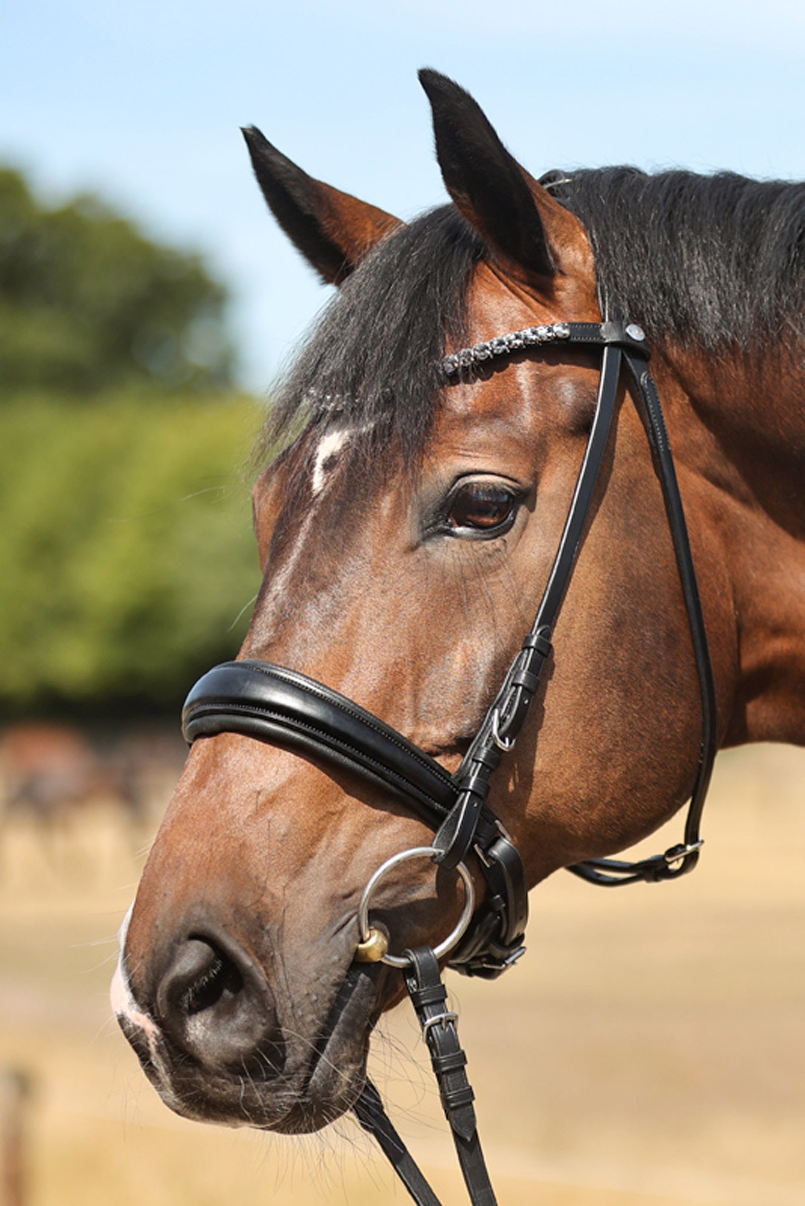 Kavalkade Ayana KavalSH4 Bridle Suitset & Ohjat