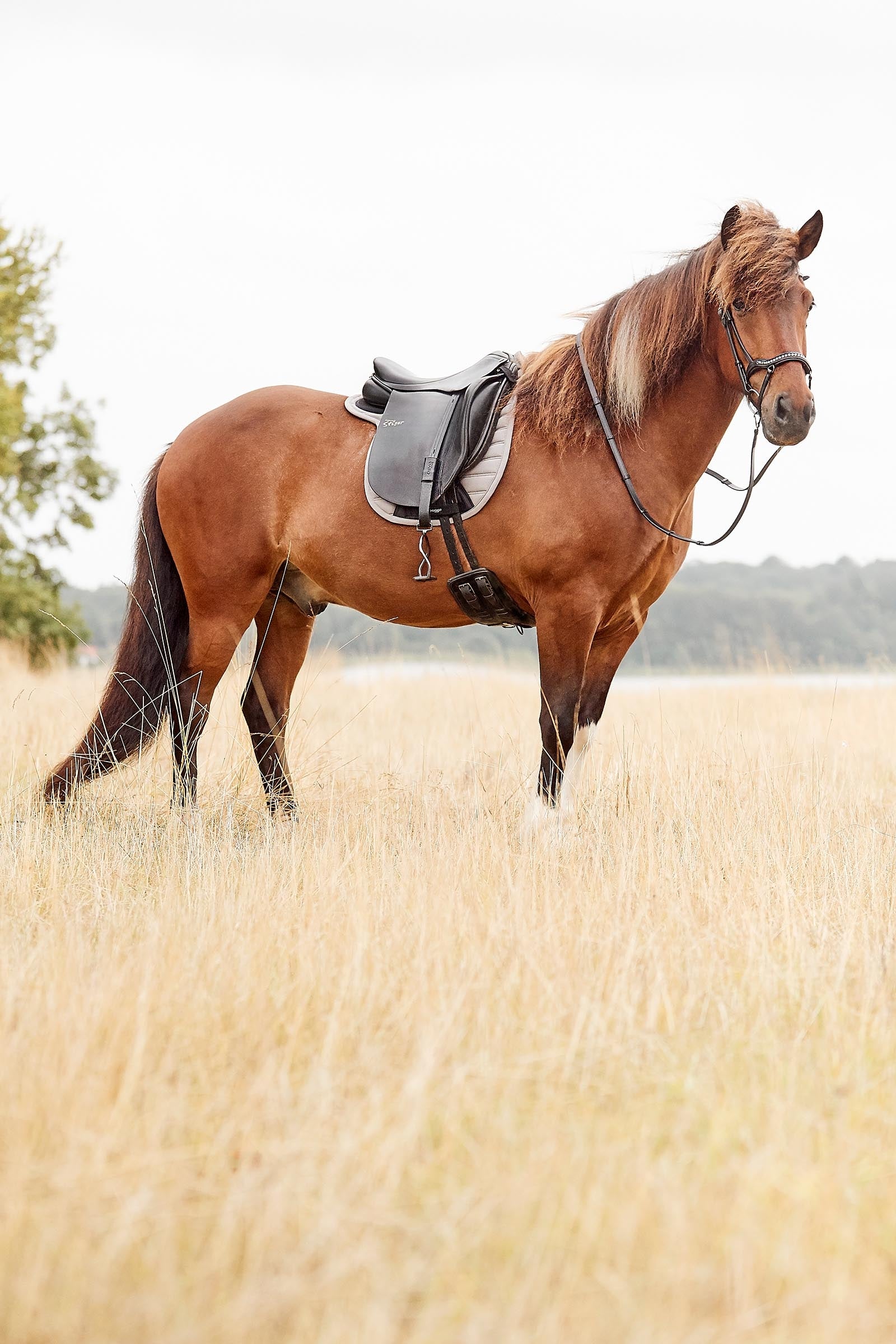 Catago Raja Icelandic Bridle Bridles & Reins