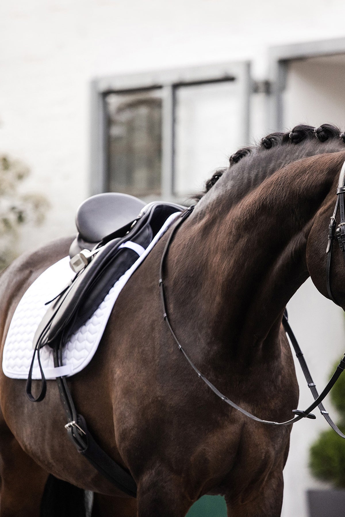 Waldhausen Classic Dressage Saddle Pad Saddle Pads