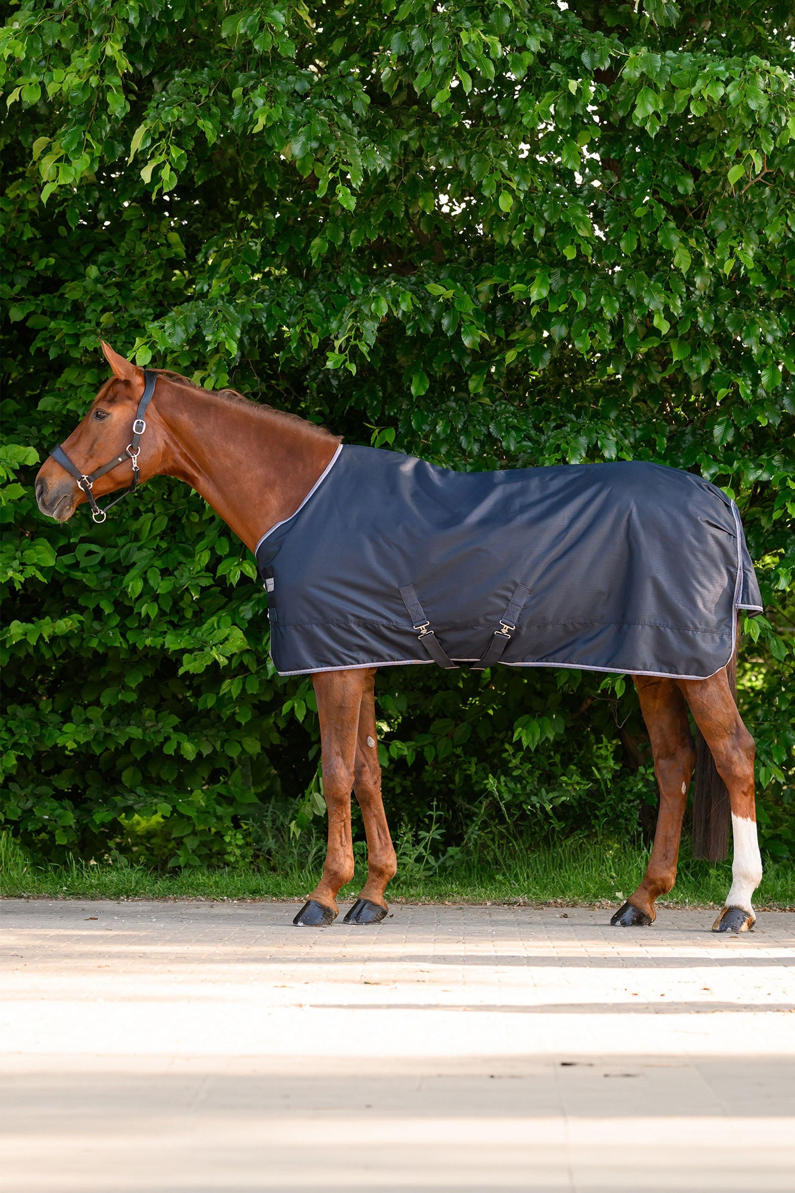 Waldhausen ECONOMIC Outdoor Rug, 200g Horse Rugs