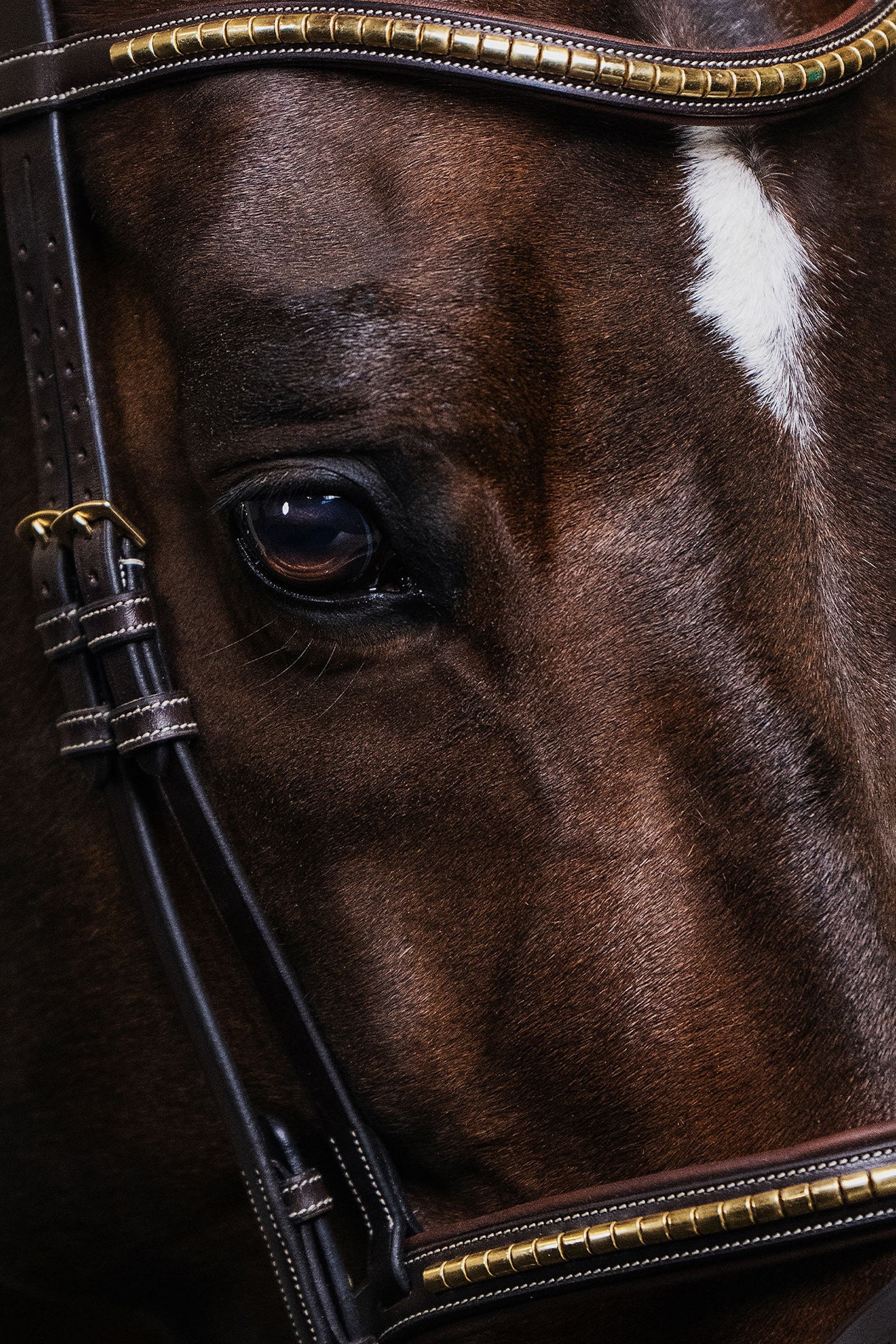 PS of Sweden Antwerp 2.0 Bridle Bridles & Reins