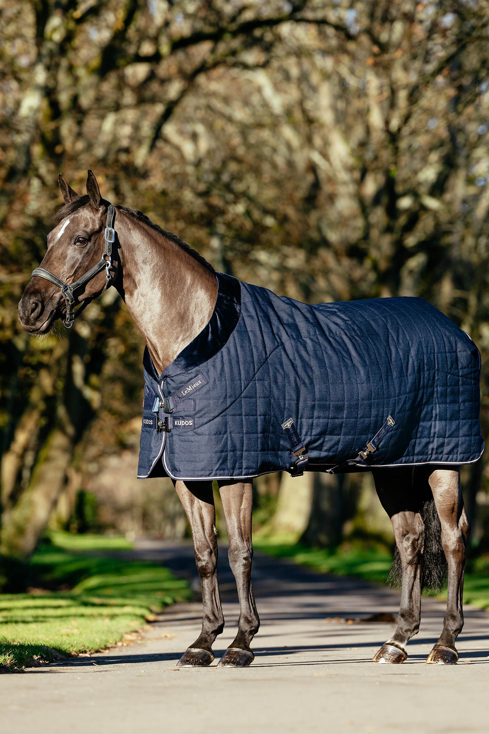 LeMieux Kudos Luxe vuorattu talliloimi, 100 g Loimet