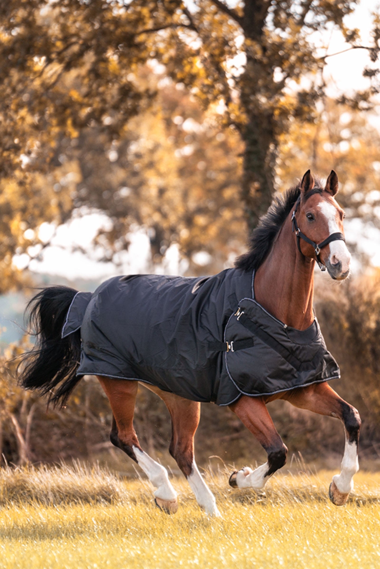 Kavalkade Halifax 2in1 Ulkoloimi ja Kävelytysloimi 200g Loimet