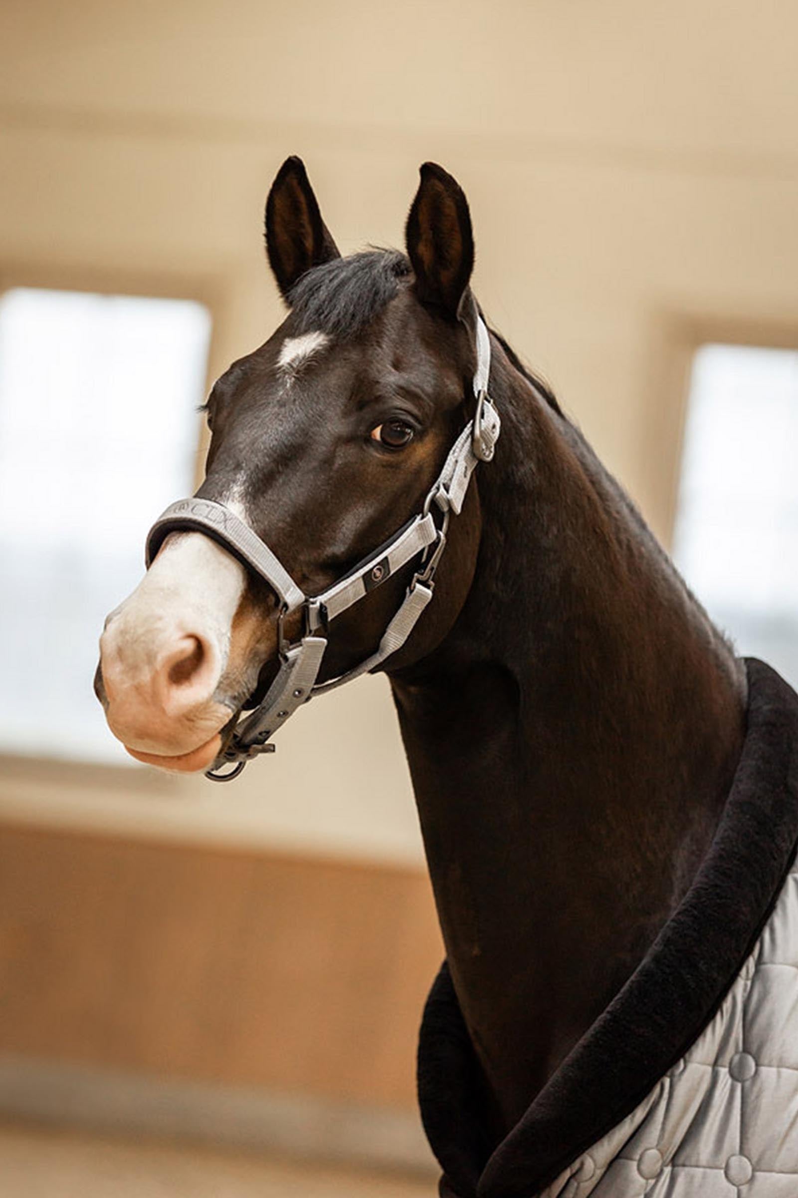 BR CLX Halter Halters & Leads