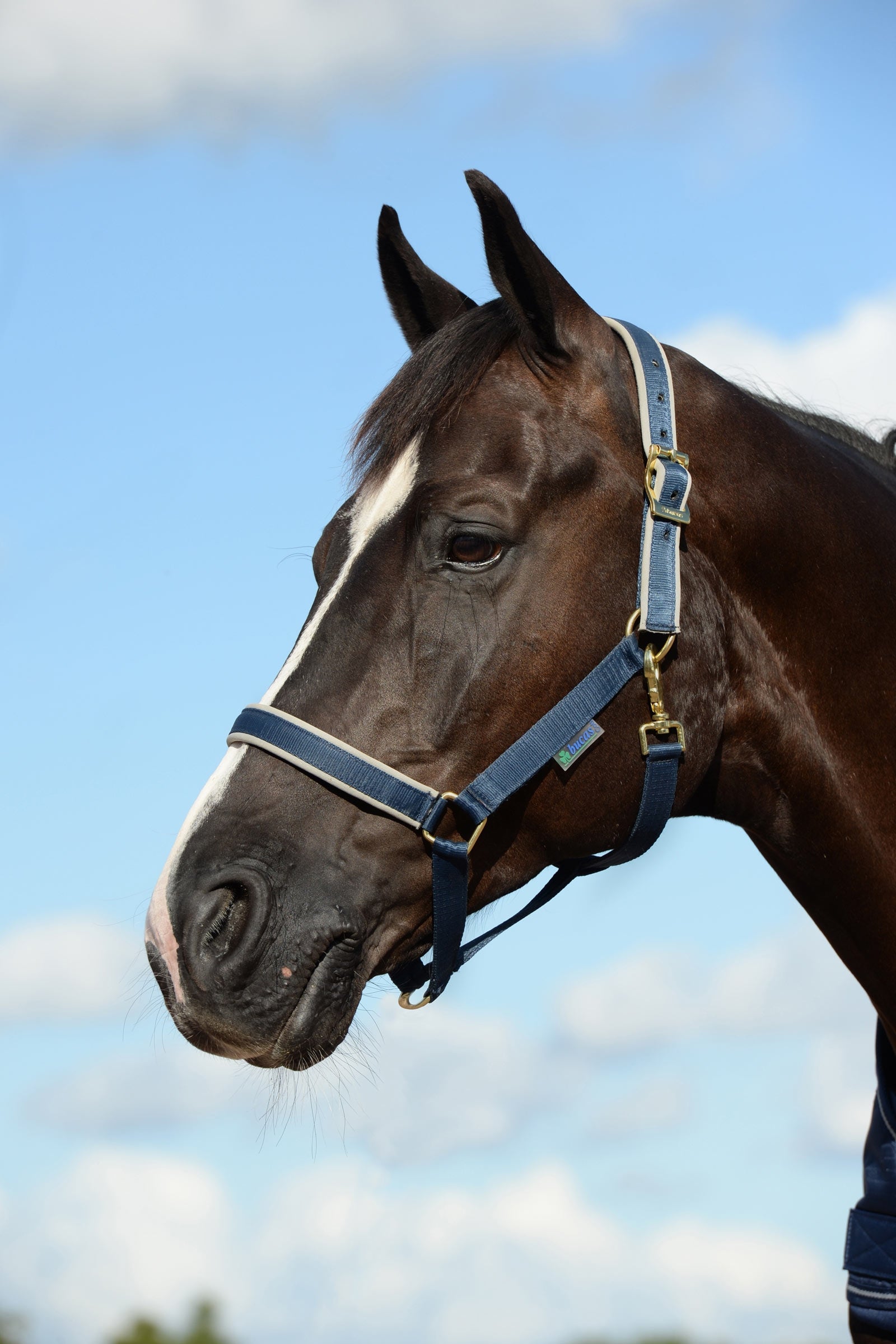 Bucas Dublin Luxury pehmustettu riimu Riimut & riimunnarut