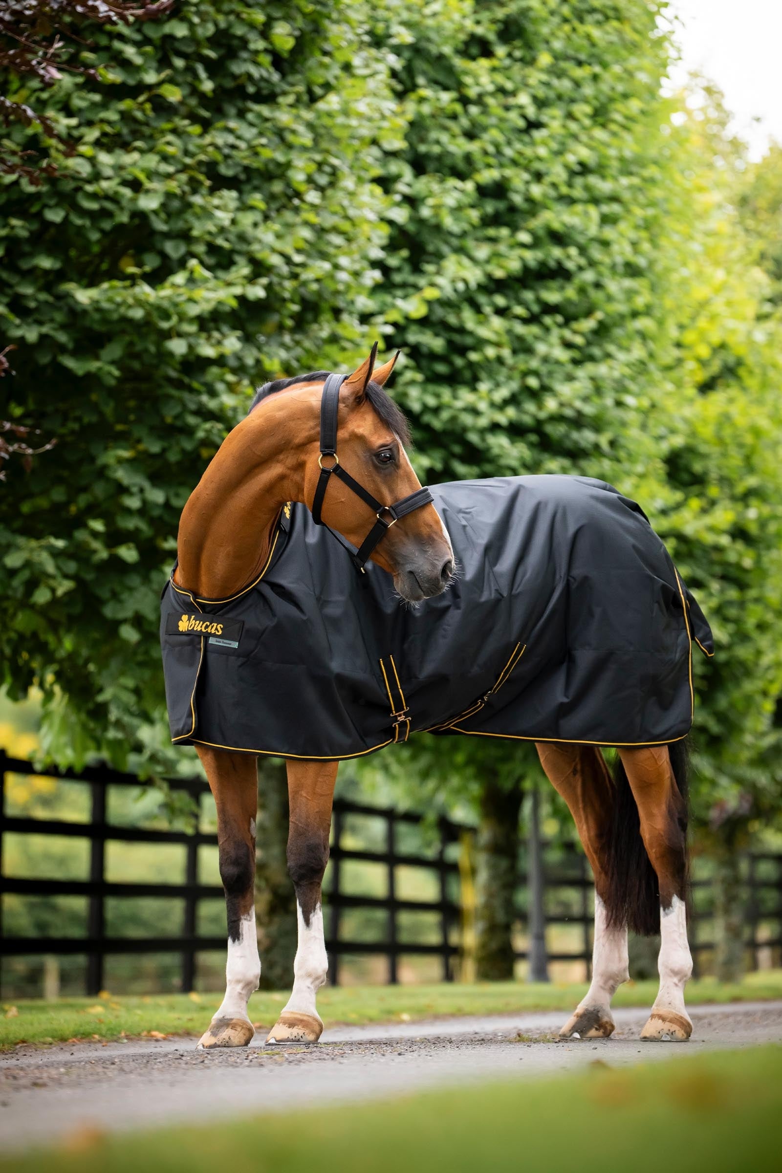 Bucas Irish Turnout 50 g Rug & Neck Horse Rugs
