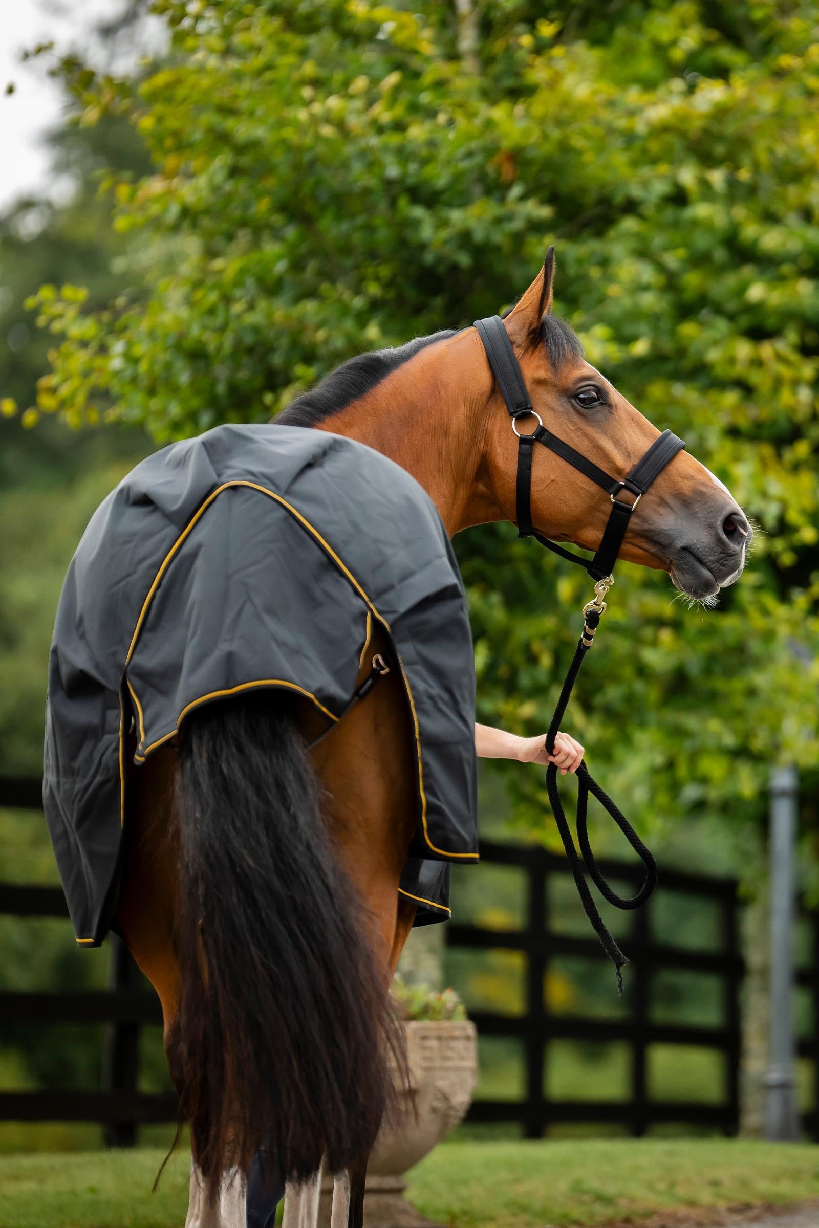 Bucas Irish Turnout 50 g Rug & Neck Horse Rugs