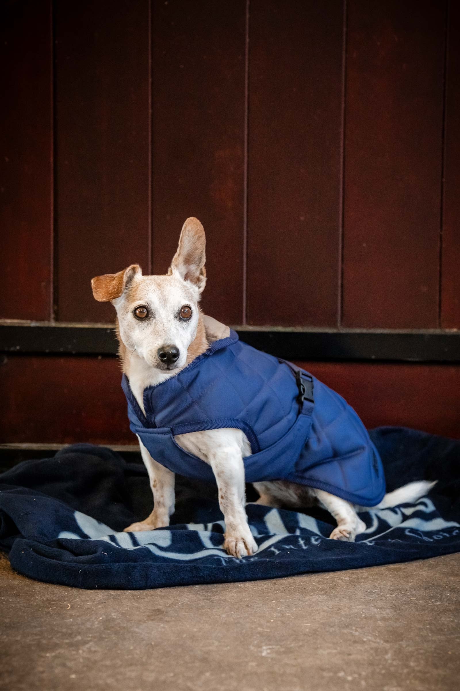 Bucas Cosy Dog Rug Koiratarvikkeet