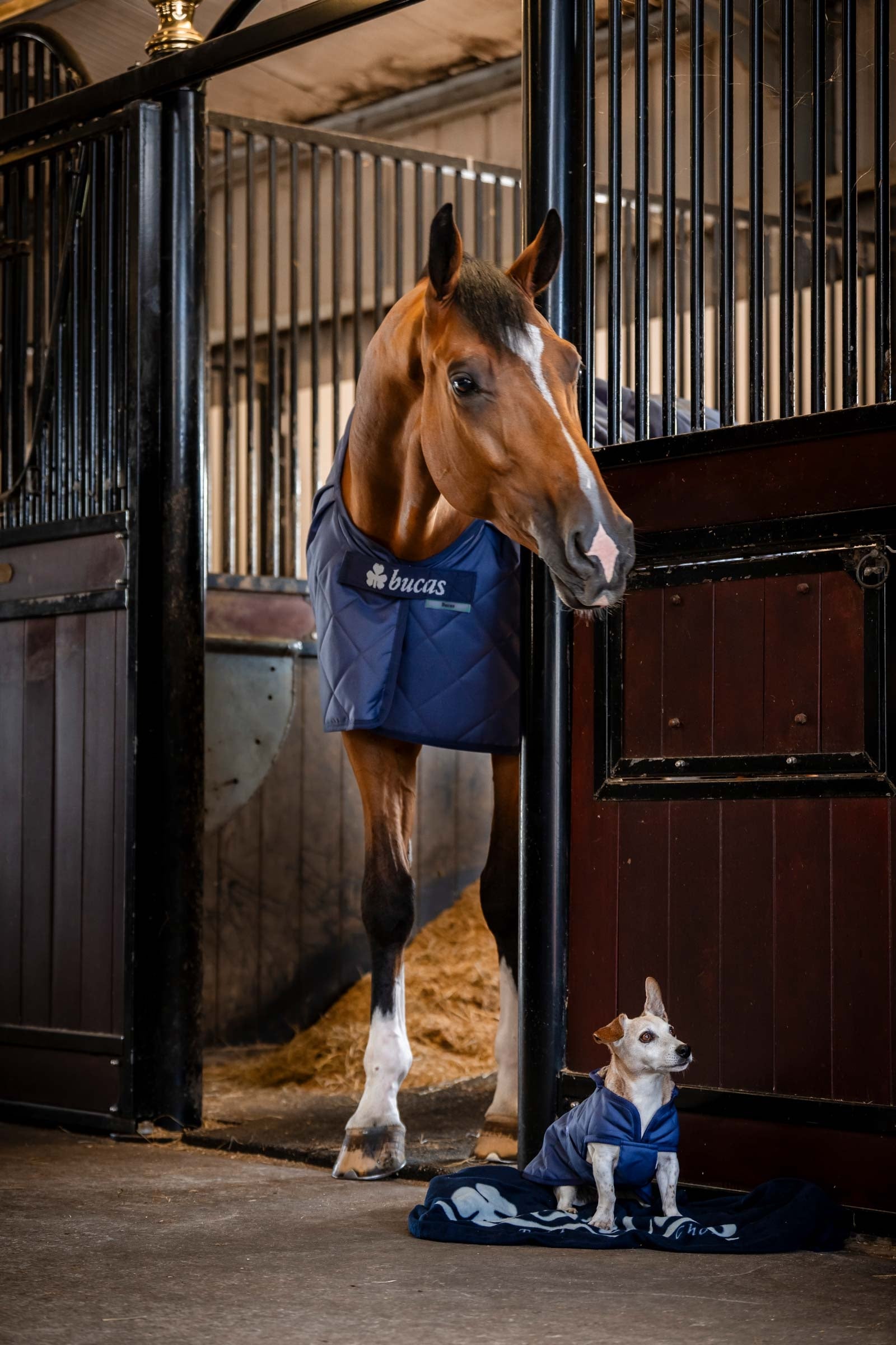 Bucas Cosy Dog Rug Dog Accesories