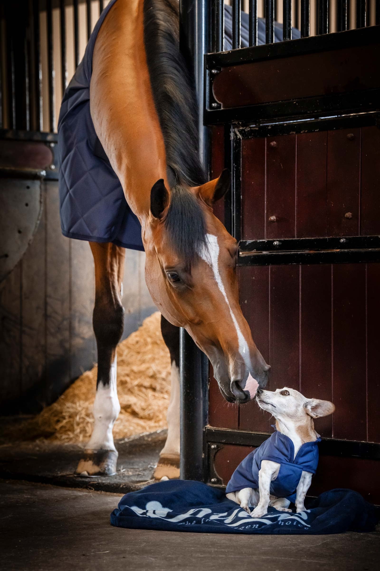 Bucas Cosy Dog Rug Dog Accesories