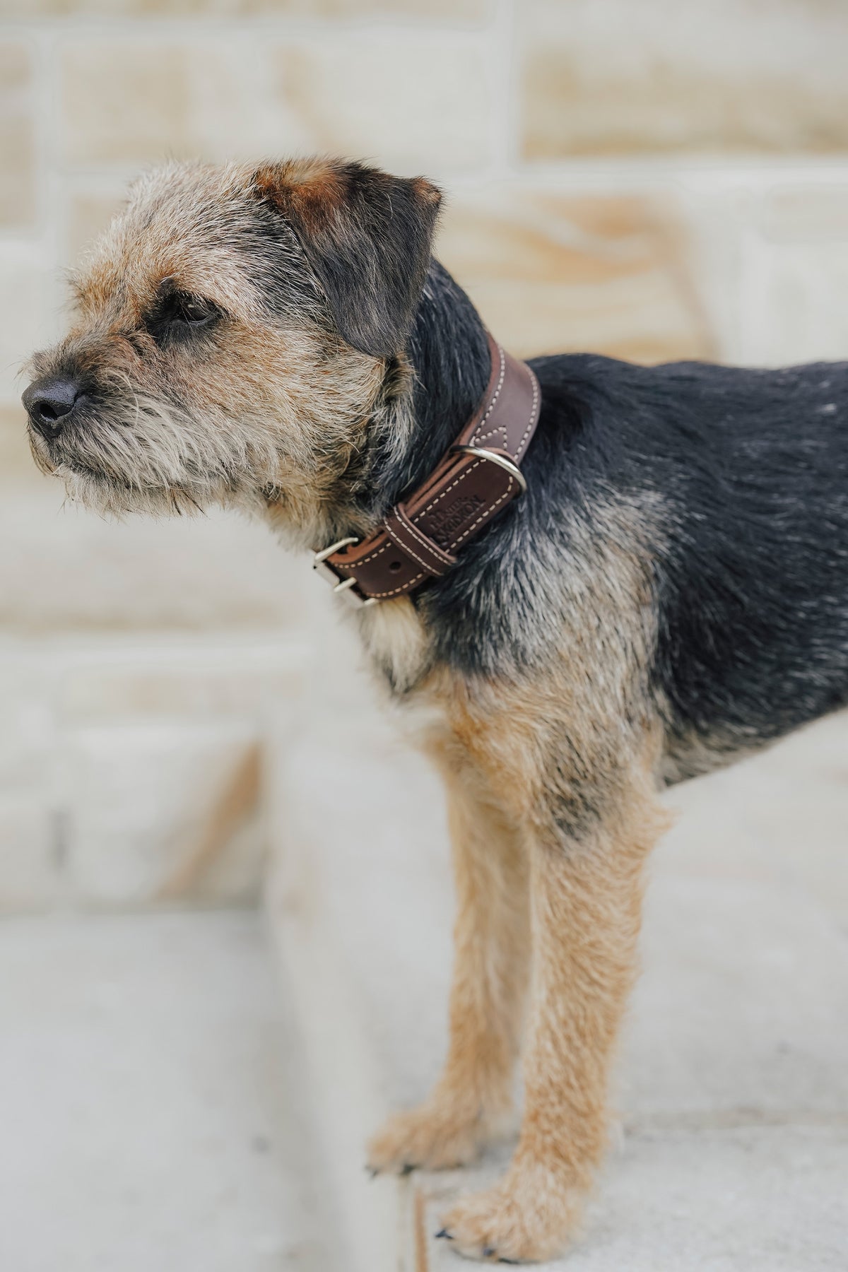 Eskadron Hunter x ESKADRON CRAFT Dog Collar Dog Accesories