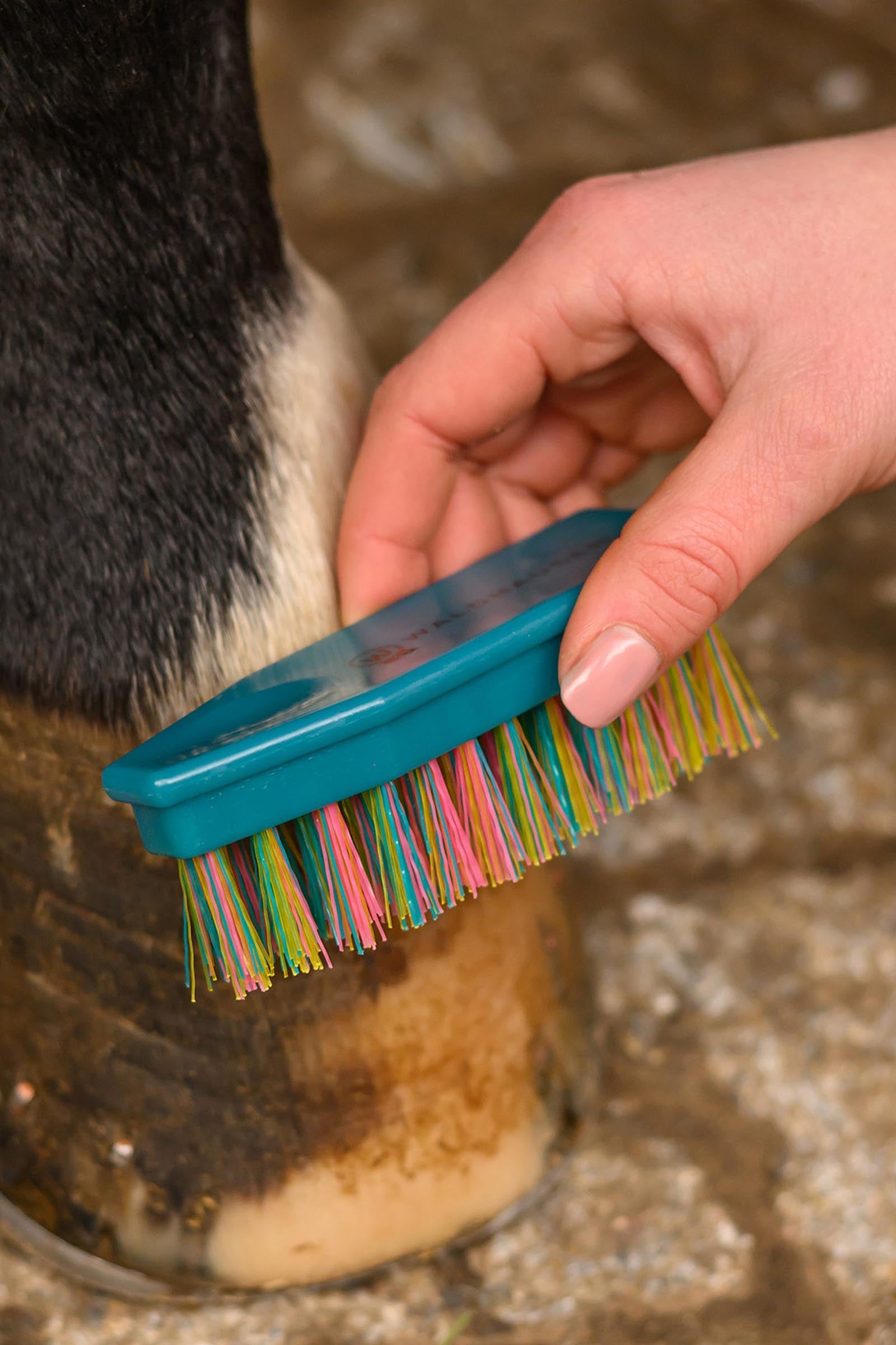 Waldhausen Rainbow Hoof Brush Horse Grooming Tools