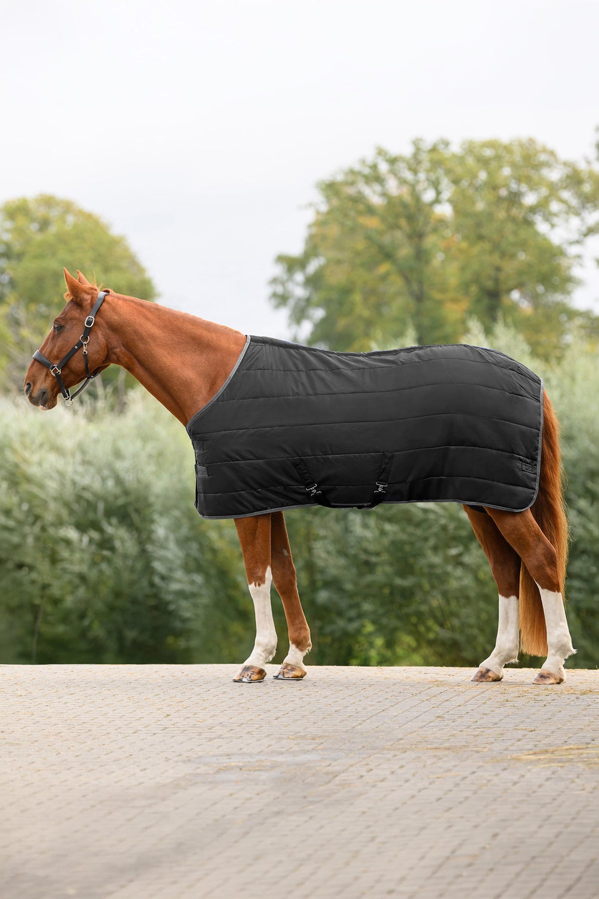 Waldhausen ECONOMIC 420D Stable Rug, 300 g Horse Rugs