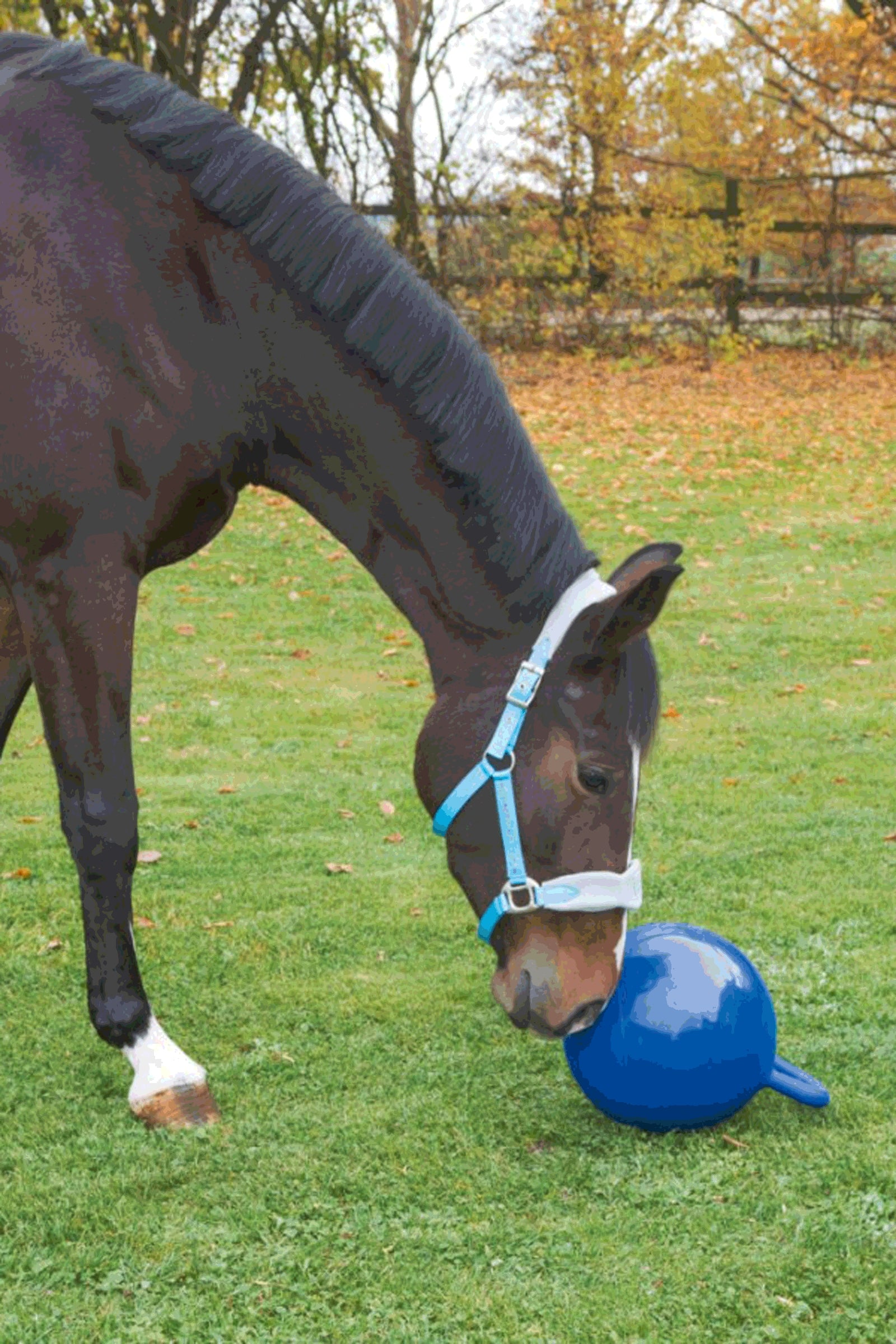 Kerbl Horse Play Ball Horse Toys & Riding Arena Supplies