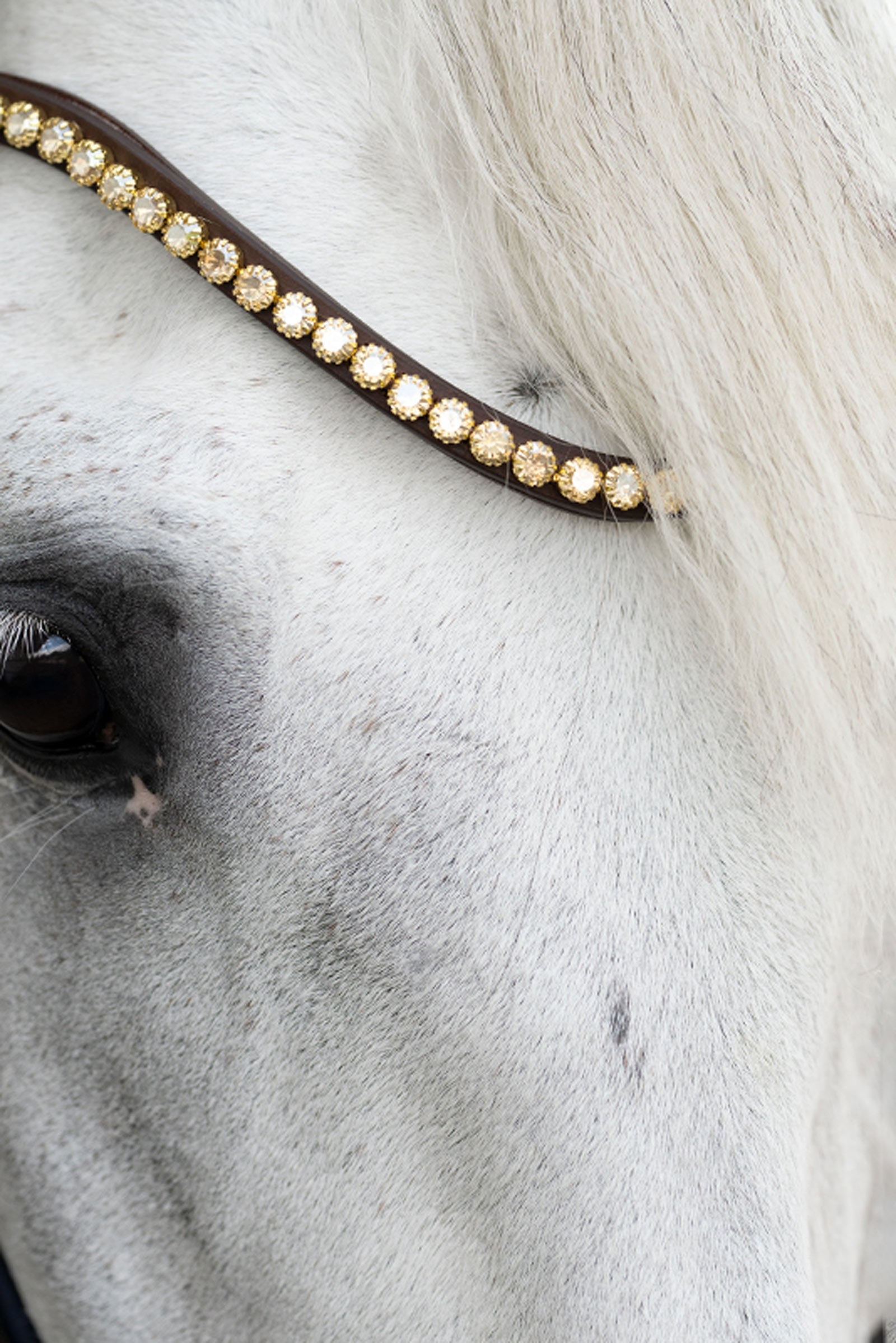 Kavalkade Caliano English Bridle With Flash Bridles & Reins