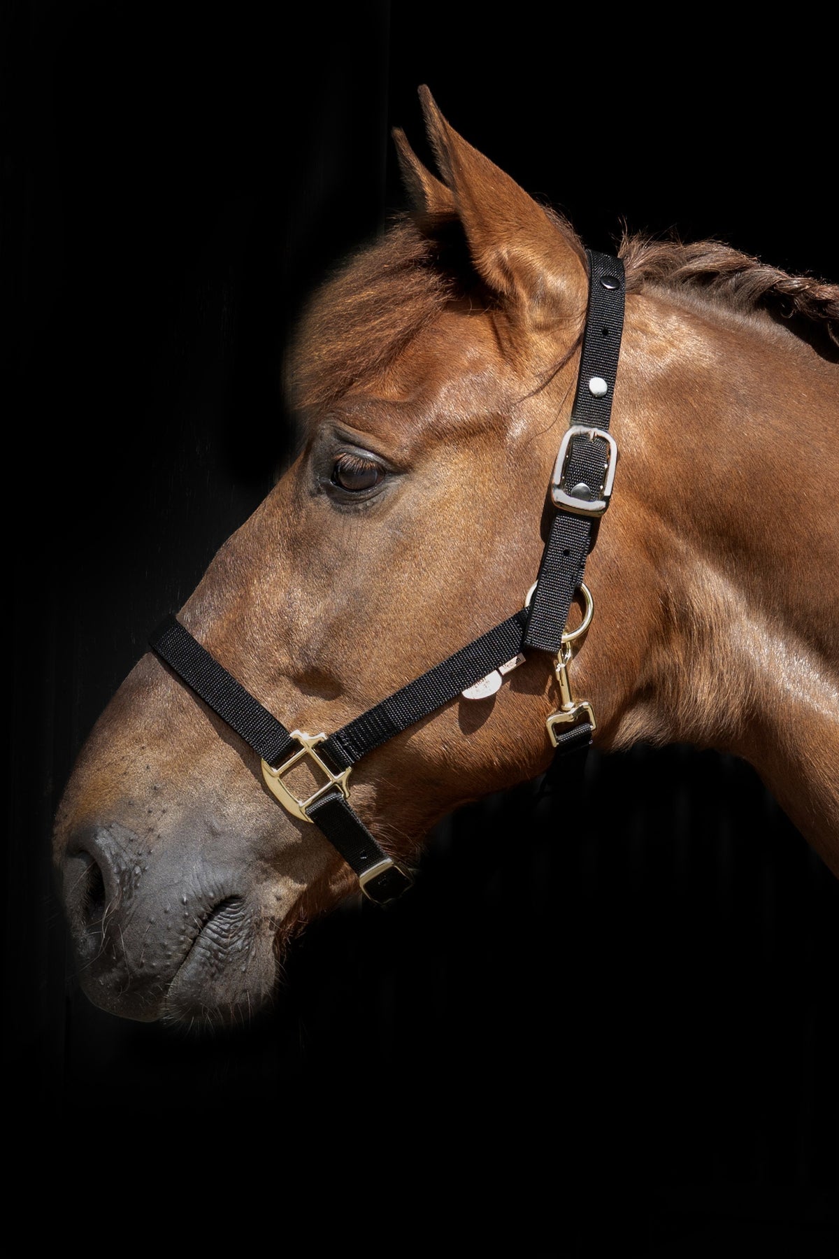 F.R.A. Freedom Riding Articles Break Away 2-in-1 Halter Halters & Leads