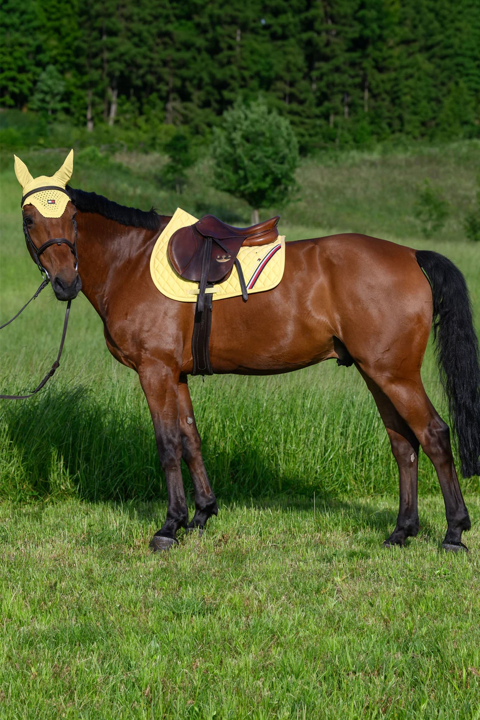 Tommy Hilfiger Equestrian Stanford Jumping Saddlepad Saddle Pads