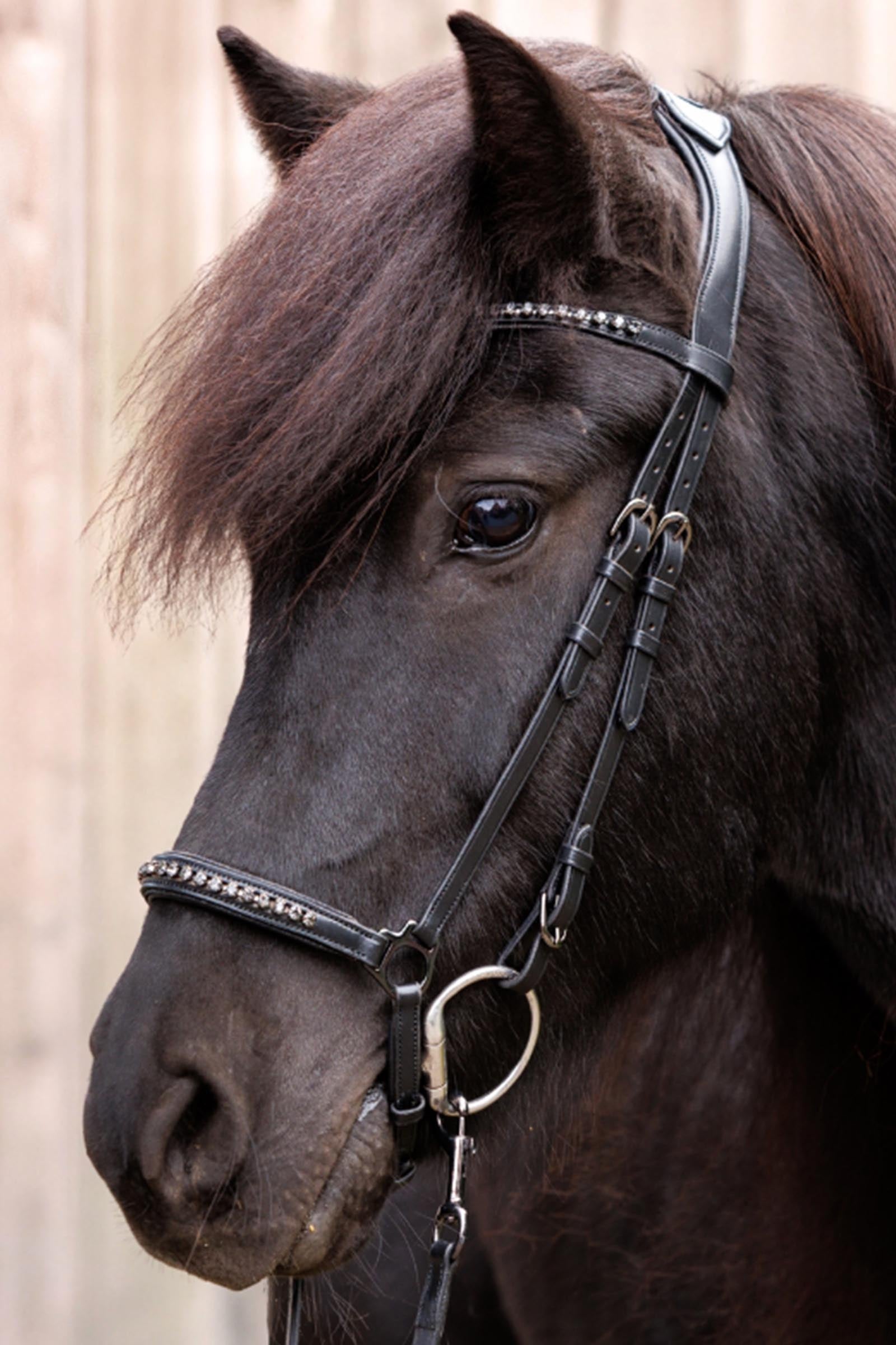 Kavalkade Freya Icelandic Bridle Bridles & Reins
