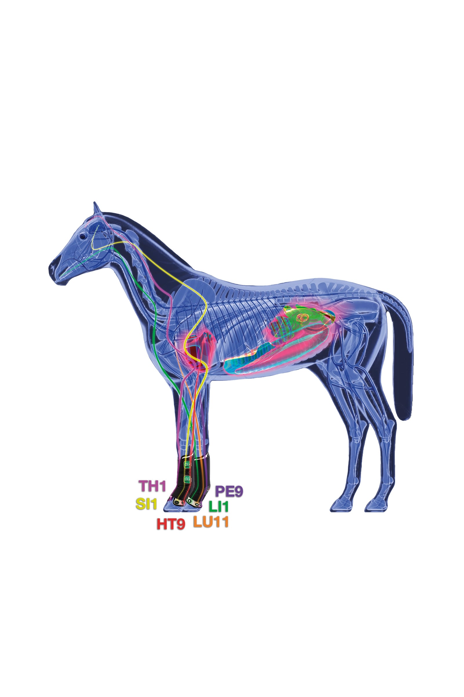 Zandona Therapeutic Support Boot Air front Leg Protection & Hoof Protection for Horses