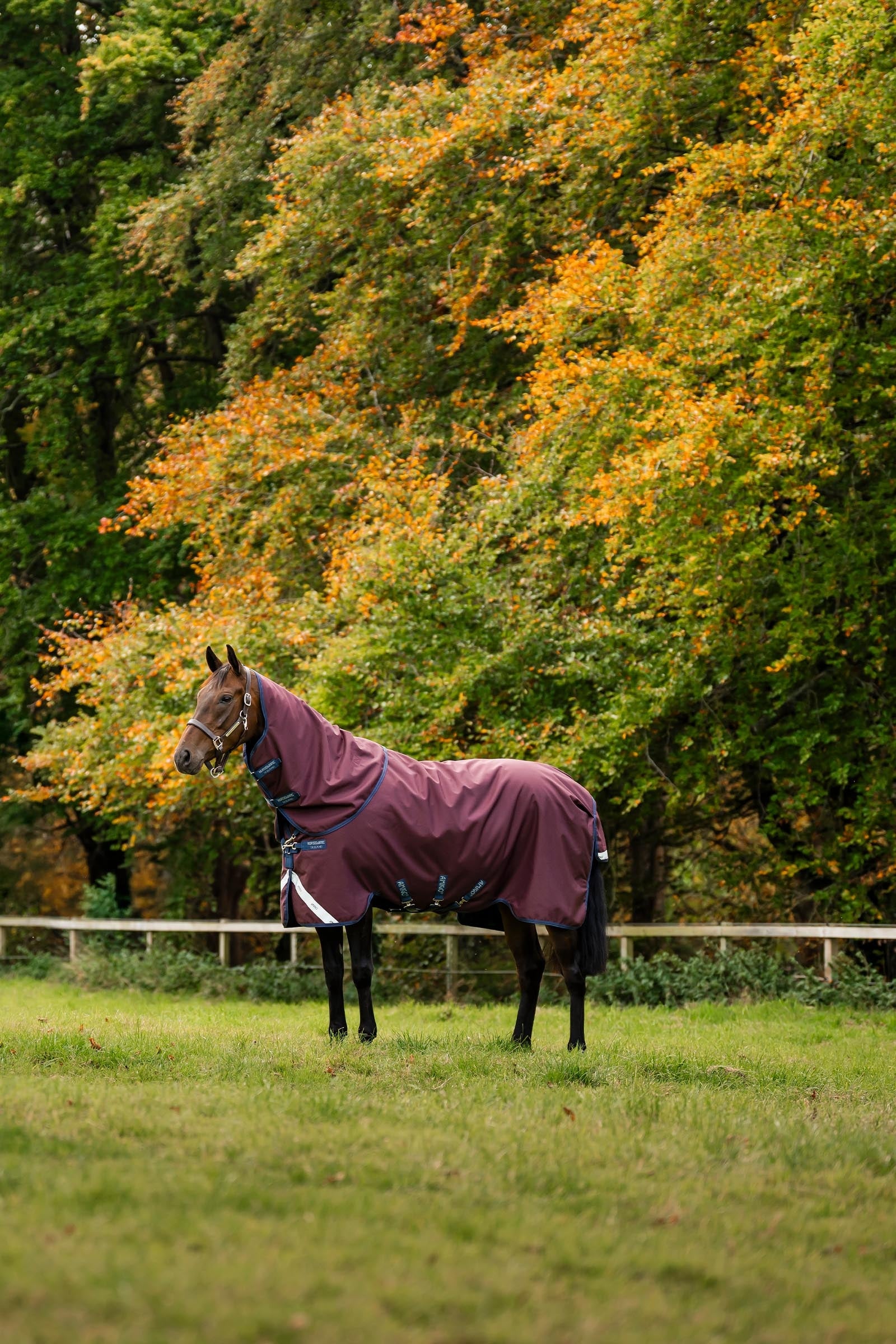 Horseware Amigo Bravo 12 Plus Turnout Rug With Detachable Neck, 400g Horse Rugs