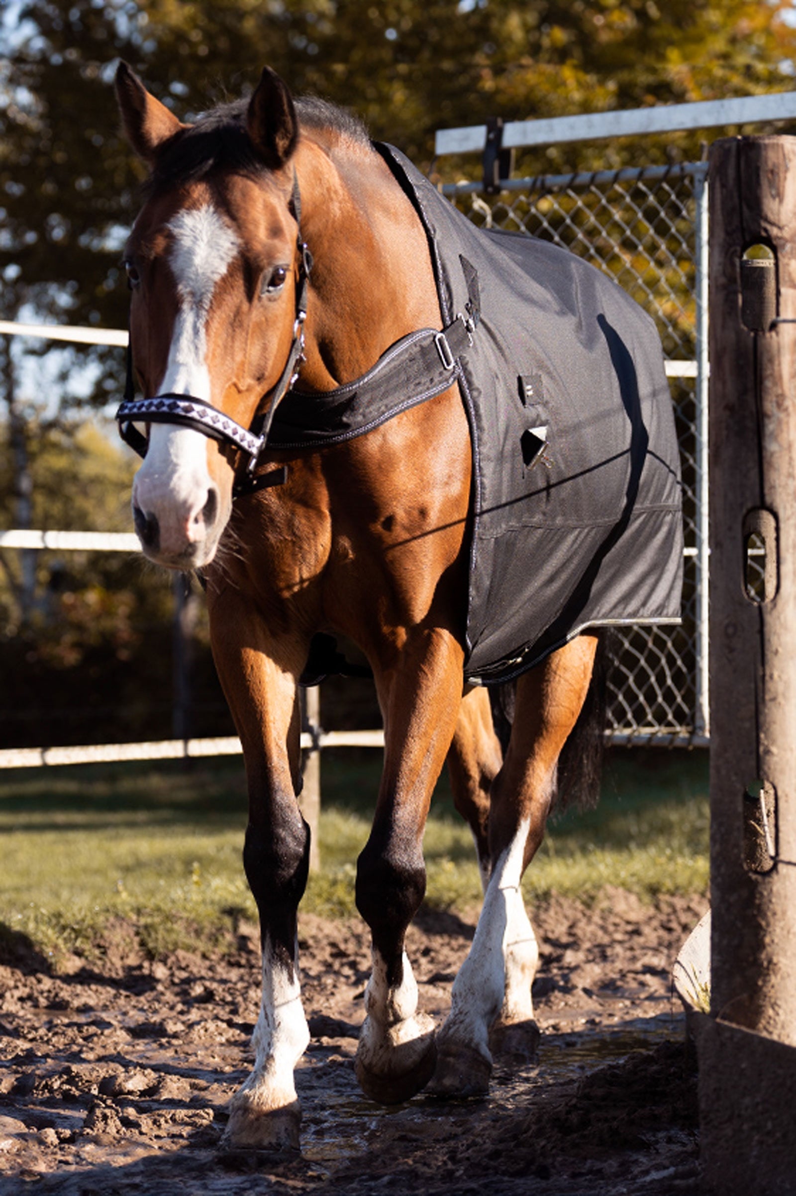 Kavalkade Halifax 2in1 Turnout and Walker Rug 50g Horse Rugs