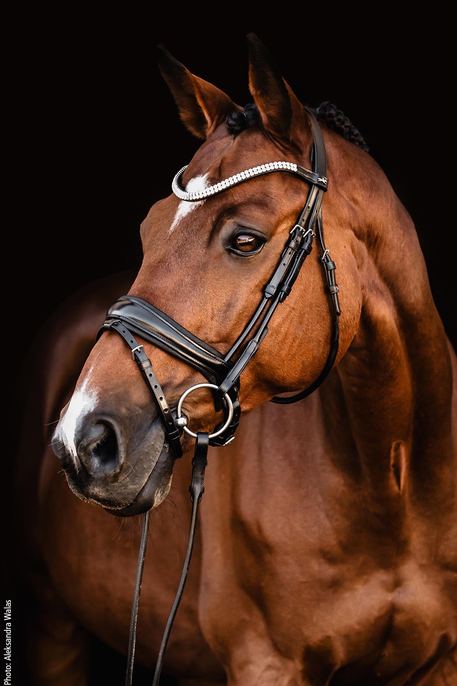 Schockemöhle Sports Johnny Bridle - Isabell Werth Collection Bridles & Reins