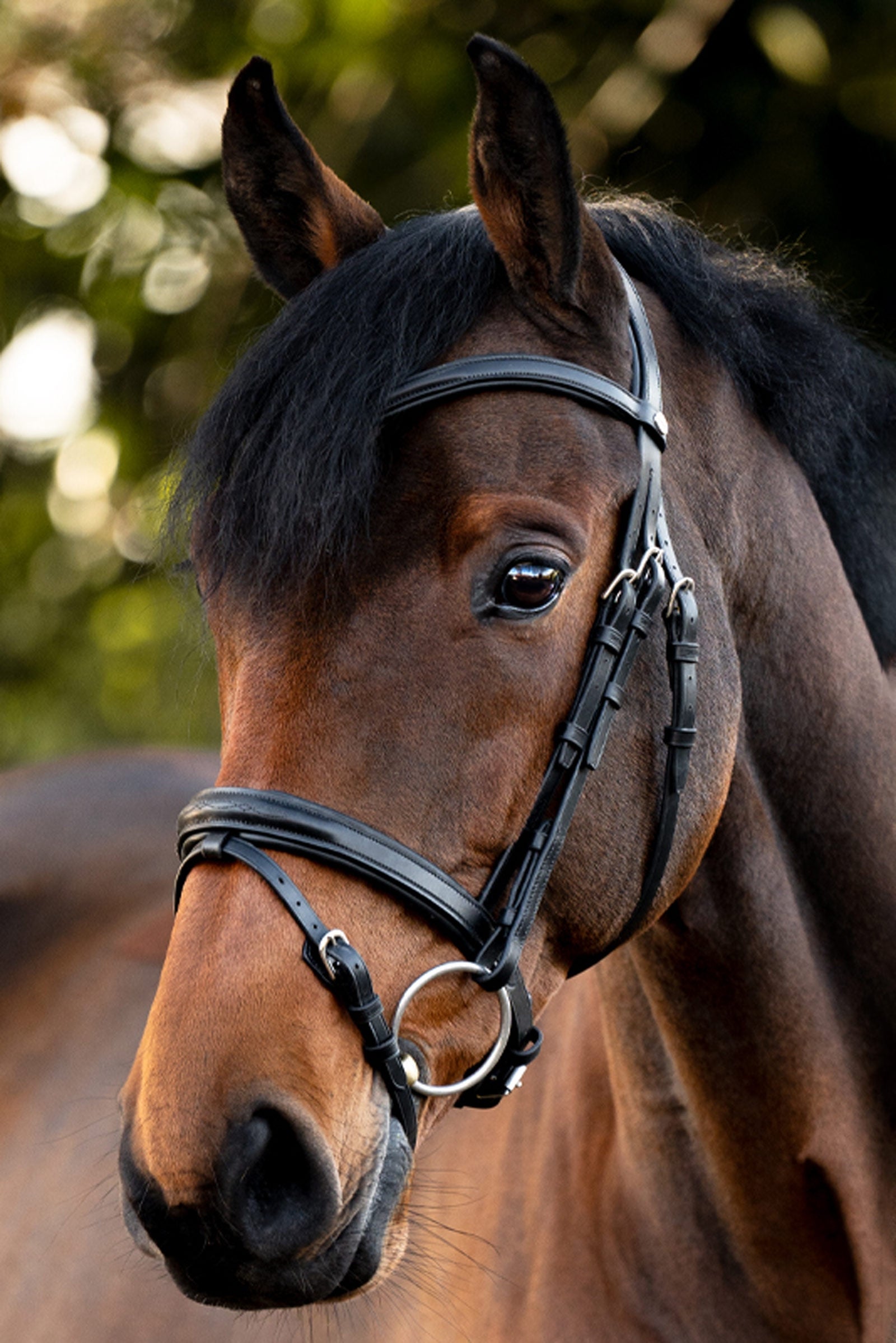 Kavalkade Robin English Bridle Bridles & Reins