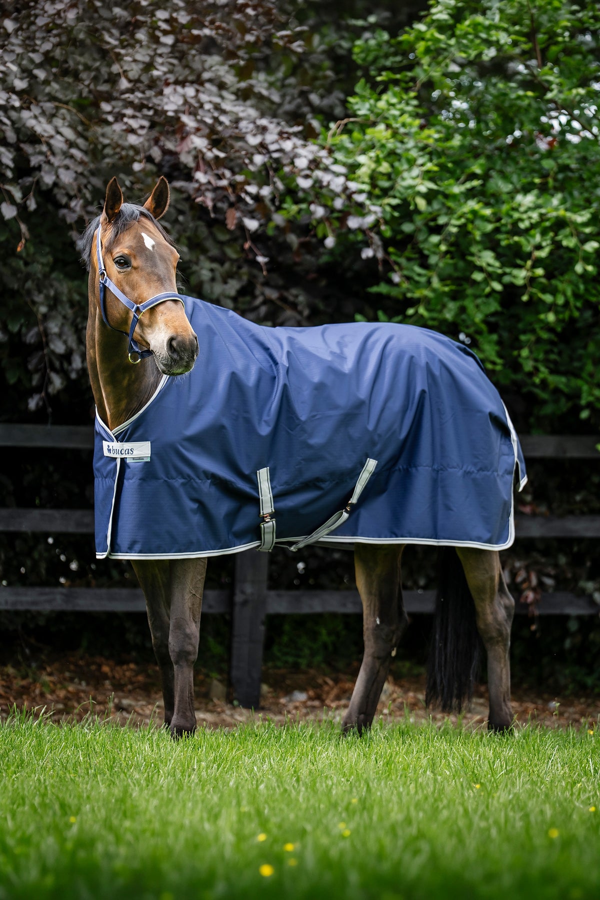 Bucas Freedom Turnout 50g Horse Rugs