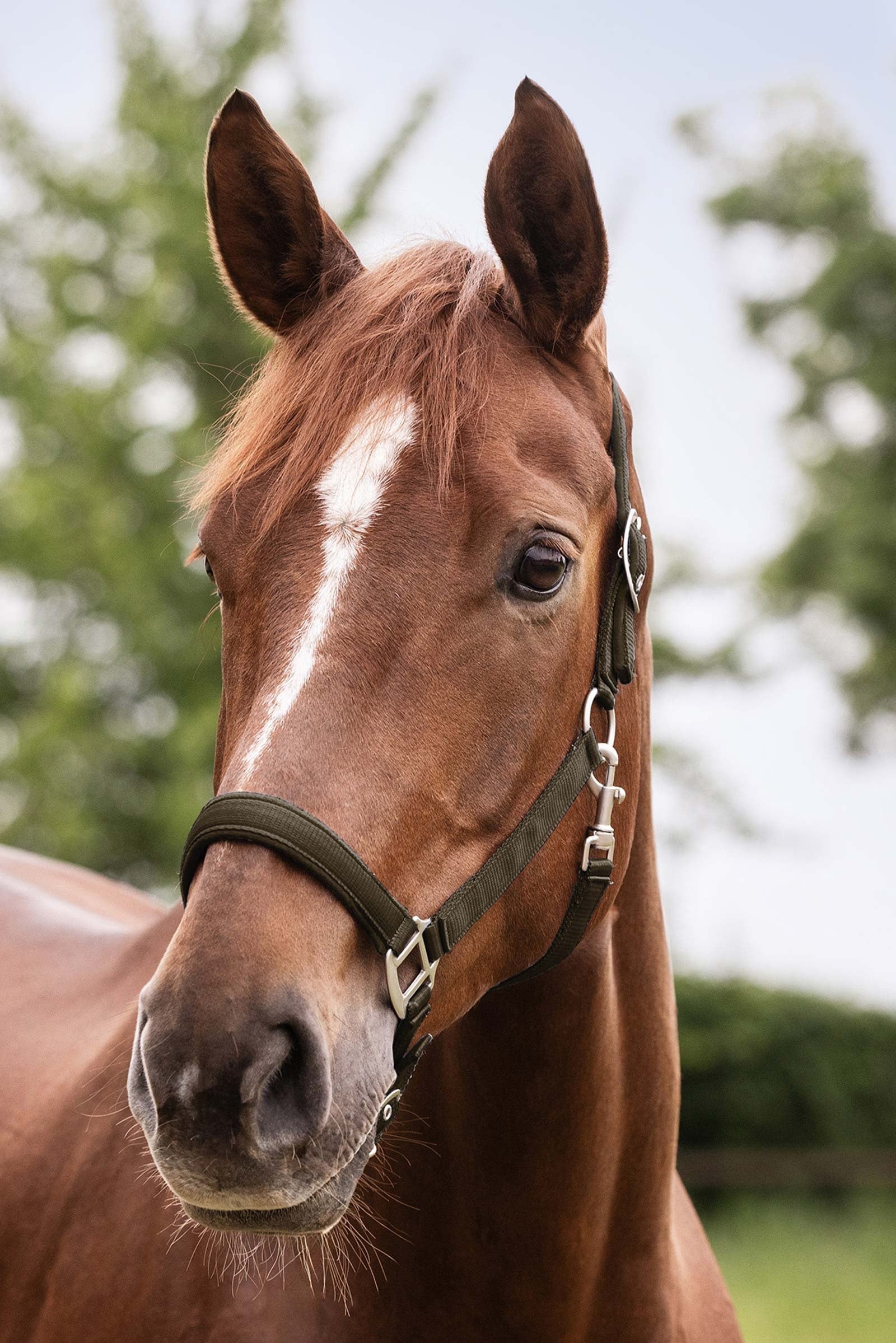 Waldhausen Perlon Satin Halter Halters & Leads