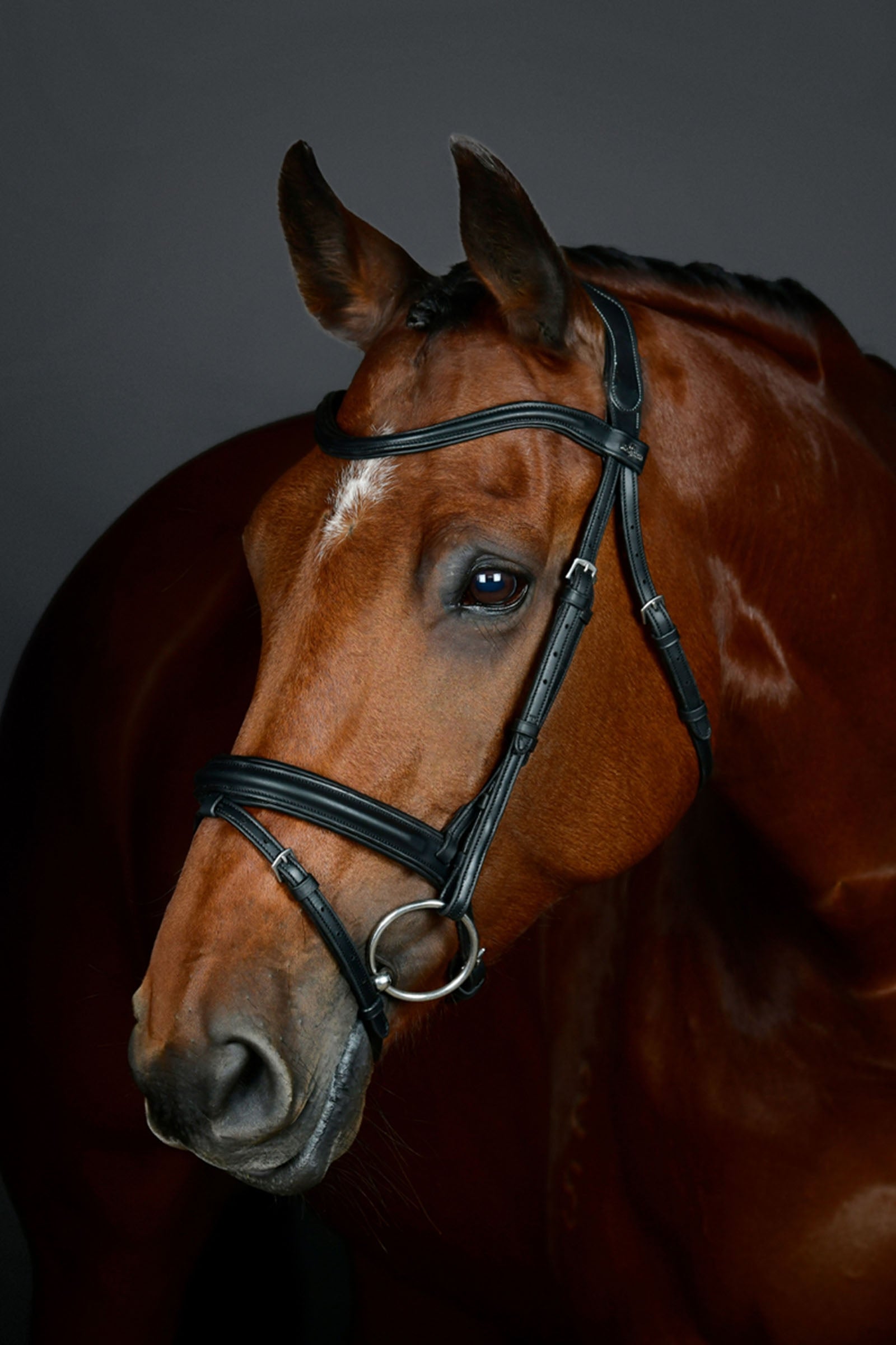 Collegiate Comfitec Opulux yksinkertainen pehmustettu suitset yhdistetyllä hannoverilaisturpahihnalla Suitset & Ohjat
